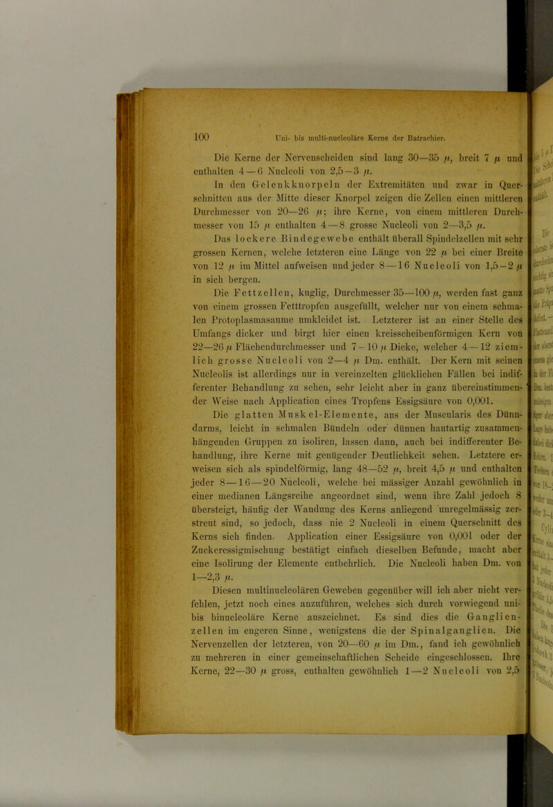 \ Die Kerne der Nervensclieiden sind lang 30—35 fi, breit 7 n und enthalten 4 — 6 Kucleoli von 2,5 — 3 f.i. 1 In den Gelenkkiiorpeln der Extremitäten und zwar in Quer- schnitten aus der Mitte dieser Knorpel zeigen die Zellen einen mittleren Durchmesser von 20—26 /t; ihre Kerne, von einem mittleren Durch- messer von 15 /t enthalten 4 — 8 grosse Nucleoli von 2—3,5 /t. Das lockere Bindegewebe enthält überall Spindelzellen mit sehr grossen Kernen, welche letzteren eine Länge von 22 /t bei einer Breite von 12 ß im Mittel aufweisen und jeder 8 —16 Nucleoli von 1,5 — 2^ in sich bergen, J Die Fettzellen, kuglig, Durchmesser 35—100 ft, werden fast ganz von einem grossen Fetttropfen ausgefüllt, welcher nur von einem schma- len Protoplasmasaume umkleidet ist. Letzterer ist an einer Stelle des Umfangs dicker und birgt hier einen kreisscheibcnformigen Kern von 22—26 Flächendurchmesser und 7- 10Dicke, welcher 4—12 ziem- lich grosse Nucleoli von 2—4 /i Dm. enthält. Der Kern mit seinen Nucleolis ist allerdings nur in vereinzelten glücklichen Fällen bei indif- ferenter Behandlung zu sehen, sehr leicht aber in ganz übereinstimmen- der Weise nach Application eines Tropfens Essigsäure von 0,001. Die glatten Muskel-Elemente, aus der Muscularis des Dünn- darms, leicht in schmalen Bündeln oder dünnen hautartig zusammen- hängenden Giruppen zu isoliren, lassen dann, auch bei indifferenter Be- handlung, ihre Kerne mit genügender Deutlichkeit sehen. Letztere er- weisen sich als spindelförmig, lang 48—52 ,u, breit 4,5 /ii und enthalten jeder 8—16 — 20 Nucleoli, welche bei massiger Anzahl gewöhnlich in einer medianen Längsreihe angeordnet sind, wenn ihre Zahl jedoch 8 übersteigt, häufig der Wandung des Kerns anliegend unregelmässig zer- streut sind, so jedoch, dass nie 2 Nucleoli in einem Querschnitt des Kerns sich finden. Application einer Essigsäure von 0,001 oder der Zuckeressigmischimg bestätigt einfach dieselben Befunde, macht aber eine Isolirung der Elemente entbehrlich. Die Nucleoli haben Dm. von 1—2,3 Diesen multinuclcolären Geweben gegenüber will ich aber nicht ver- fehlen, jetzt noch eines anzuführen, Avclches sich durch vorwiegend uui- bis binucleoläre Kerne auszeichnet. Es sind dies die Ganglien- zellen im engeren Sinne, wenigstens die der Spinalganglien. Die Nervenzellen der letzteren, von 20—60 ft im Dm., fand ich gewöhnlich zu mehreren in einer gemeinschaftlichen Scheide eingcschlossen. Ihre Kerne, 22—30 ft gross, enthalten gewöhnlich 1—2 Nucleoli von 2,5