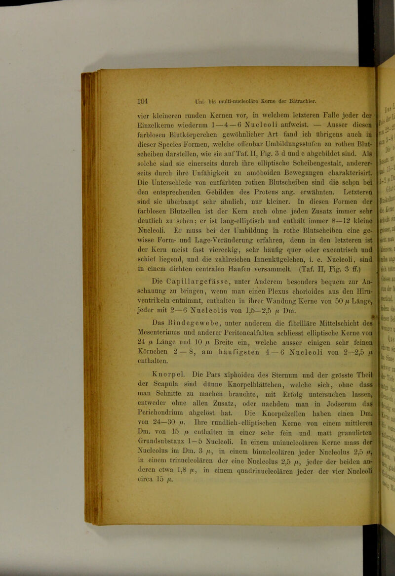 vier kleineren runden Kernen vor, in welehem letzteren Falle jeder der . Einzelkerne wiederum 1 — 4 — 6 Nucleoli aufweist, — Ausser diesen farblosen Blutkörperclien gewölmliclier Art fand ich übrigens auch in dieser Species Formen, ^welche offenbar Umbildungsstufen zu rotben Blut-r scheiben darstellen, wie sie auf Taf. II, Fig. 3 d und e abgebildet sind. Als solche sind sie einerseits durch ihre elliptische Scheibengestalt, anderer- seits durch ihre Unfähigkeit zu amöboiden Bewegungen charakterisirt. Die Unterschiede von entfärbten rotben Blutscheiben sind die schon bei den entsprechenden Gebilden des Proteus ang. erwähnten. Letzteren sind sie überhaupt sehr ähnlich, nur kleiner. In diesen Formen der farblosen Blutzellen ist der Kern auch ohne jeden Zusatz immer sehr deutlich zu sehen; er ist lang-elliptisch und enthält immer 8—12 kleine Nucleoli. Er muss bei der Umbildung in rothe Blutscheiben eine ge-s wisse Form- und Lage-Veränderung erfahren, denn in den letzteren ist der Kern meist fast viereckig, sehr häufig quer oder excentrisch und schief liegend, und die zahlreichen Innenkügelchen, i. e. Nucleoli, sind in einem dichten centralen Haufen versammelt. (Taf. II, Fig. 3 ff.) Die Capillargefässe, unter Anderem besonders bequem zur An- schauung zu bringen, wenn man einen Plexus chorioides aus den Hirn- ^ Ventrikeln entnimmt, enthalten in ihrer Wandung Kerne von 50 Länge, f jeder mit 2—6 Nucleolis von 1,5—2,5 Dm. Das Bindegewebe, unter anderem die fibrilläre Mittelschicht des Mesenteriums und anderer Peritonealfalten schliesst elliptische Kerne von - 24 fl Länge und 10 fi Breite ein, welche ausser einigen sehr feinen ^ Körnchen 2 — 8, am häufigsten 4 — 6 Nucleoli von 2—2,5 /t enthalten. 0^ 0 Itlktt 01 püser, D2 Ueiiiere, i itilie jnp Btli unter Giürsi äi. riii ier II Knorpel. Die Pars xiphoidea des Sternum und der grösste Theil der Scapula sind dünne Knorpelblättchen, welche sich, ohne dass man Schnitte zu machen brauchte, mit Erfolg untersuchen lassen, entweder ohne allen Zusatz, oder nachdem man in Jodserum das Perichondrium abgelöst bat. Die Kuorpelzelleu haben einen Dm. von 24—30 fi. Ihre rundlich-elliptischen Kerne von einem mittleren ■ sjj. Dm. von 15 ft enthalten in einer sehr fein und matt granulirten Grundsubstauz 1 — 5 Nucleoli. In einem uninucleolären Kerne mass der Nuclcolus im Dm. 3 fi, in einem binucleolären jeder Nucleolus 2,5 u\ in einem trinuclcolären der eine Nucleolus 2,5 /», jeder der beiden an- deren etwa 1,8 fl, in einem quadrinucleolären jeder der vier Nucleoli circa 15 /t. Wem dai Qjr! ®Giiuie ■«211 Tiefe % ilui •^><■111 mii
