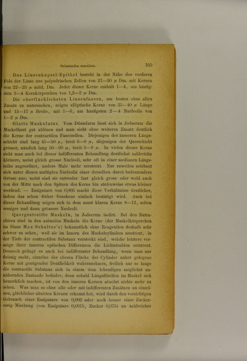 Das Linsenkapsel-Epithel besteht in der Nähe des vorderen Pols der Linse aus polyedrischen Zellen von 27—30 f.i Dm. mit Kernen von 22—25 ,a mittl. Dm. Jeder dieser Kerne enthält 1—4, am häufig- sten 3—4 Kernkörperchen von 1,2—2 (.i Dm. Die oberflächlichsten Linsenfasern, am besten ohne allen Zusatz zu untersuchen, zeigen elliptische Kerne von 35—40 ii Länge und 15—17 jtt Breite, mit 1—6, am häufigsten 2 — 4 Nucleolis von 1—2 /t Dm. Glatte Muskulatur. Vom Dünndarm lässt sich in Jodserum die Muskelhaut gut ablösen und man sieht ohne weiteren Zusatz deutlich die Kerne der contractilen Faserzellen. Diejenigen der äusseren Längs- schiebt sind lang 45—50 f.i, breit 6—8 n, diejenigen der Querschicht grösser, nämlich lang 50—90 jti, breit 5—8 In vielen dieser Kerne sieht man auch bei dieser indifferenten Behandlung deutlichst zahlreiche kleinere, meist gleich grosse Nucleoli, sehr oft in einer medianen Längs- reihe angeordnet, andere Male mehr zerstreut. Nur zuweilen zeichnet sich unter diesen multiplen Nucleolis einer derselben durch bedeutendere Grösse aus; meist sind sie entweder fast gleich gross oder wohl auch von der Mitte nach den Spitzen des Kerns hin stufenweise etwas kleiner werdend. — Essigsäure von 0,005 macht diese Verhältnisse deutlicher, indem das schon früher Gesehene einfach bestätigt wird. Auch bei dieser Behandlung zeigen sich in dem sonst klaren Kerne 8—12, selten weniger und dann grössere Nucleoli. Quergestreifte Muskeln, in Jodserum isolirt. Bei den Batra- chiern sind in den animalen Muskeln die Kerne (der Muskelkörperchen im Sinne Max Schnitze’s) bekanntlich ohne Reagentien deshalb sehr schwer zu sehen, weil sie im Innern des Muskelcylinders zerstreut, in der Tiefe der contractilen Substanz versteckt sind, welche letztere ver- möge ihrer inneren optischen Differenzen die Lichtstrahlen zerstreut. Dennoch gelingt es auch bei indifferenter Behandlung, wenn man nur fleissig sucht, einzelne der oberen Fläche der Cylinder näher gelegene Kerne mit genügender Deutlichkeit wahrzunehmen, freilich nur so lange die contractile Substanz sich in einem dem lebendigen möglichst an- nähernden Zustande befindet; denn sobald Längsfibrillen im Muskel sich bemerklich machen, ist von den inneren Kernen absolut nichts mehr zu sehen. Was man so ohne alle oder mit indifferenten Zusätzen an einzel- nen, glücklicher situirten Kernen erkannt hat, wird durch den vorsichtigen Gebrauch einer Essigsäure von 0,002 oder noch besser einer Zucker- essig-Mischung (von Essigsäure 0,0015, Zucker 0,075) au zahlreicher