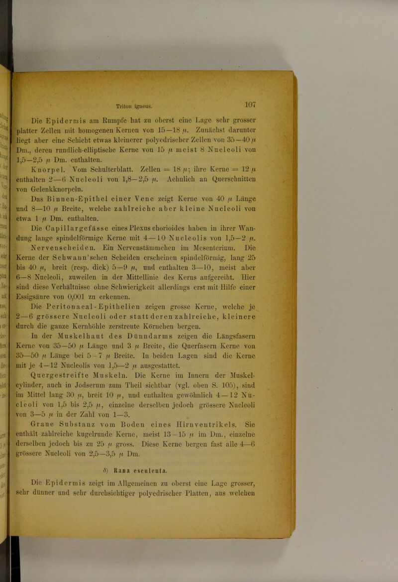 ■ Die Epidermis am Rumpfe hat zu oberst eine Lage sehr grosser platter Zellen mit homogenen Kernen von 15—18 fi. Zunächst darunter liegt aber eine Schicht etwas kleinerer polyedrischer Zellen von 35—40/t Dm., deren rundlich-elliptische Kerne von 15 /t meist 8 Nucleoli von 1,5—2,5 /I Dm. enthalten. Knorpel. Vom Schulterblatt. Zellen = 18 /t; ihre Kerne = 12 /i enthalten 2—6 Nucleoli von 1,8—2,5 /t. Aehulich au Querschnitten von Gelenkknorpeln. Das Binnen-Epithel einer Vene zeigt Kerne von 40 /t Länge und 8—10 fl Breite, welche zahlreiche aber kleine Nucleoli von etwa 1 fl Dm. enthalten. Die Capillar gefässe eines Plexus chorioides haben in ihrer Wan- dung lange spindelförmige Kerne mit 4—10 Nucleolis von 1,5 — 2 /t. Nervenscheiden. Ein Nervenstämmchen im Mesenterium. Die Kerne der Schwann’sehen Scheiden erscheinen spindelförmig, lang 25 bis 40 fl, breit (resp. dick) 5—9 /t, und enthalten 3—10, meist aber 6—8 Nucleoli, zuweilen in der Mittellinie des Kerns aufgereiht. Hier sind diese Verhältnisse ohne Schwierigkeit allerdings erst mit Hilfe einer Essigsäure von 0,001 zu erkennen. Die Peritonaeal-Epithelien zeigen grosse Kerne, welche je 2 — 6 grössere Nucleoli oder statt deren zahlreiche, kleinere durch die ganze Kernhöhle zerstreute Körnchen bergen. : In der Muskelhaut des Dünndarms zeigen die Läugsfaseru j,Kerne von 35—50 /t Länge und 3 fi Breite, die Querfasern Kerne von •^35—50 fl Länge bei 5-7 fi Breite. In beiden Lagen sind die Kerne mit je 4—12 Nucleolis von 1,5—2 fi ausgestattet. Quergestreifte Muskeln. Die Kerne im Innern der Muskel- ,|^cyliuder, auch in Jodserum zum Theil sichtbar (vgl. oben S. 105), sind fMm Mittel lang 30 /(, breit 10 fi, und enthalten gewöhnlich 4—12 Nu- cleoli von 1,5 bis 2,5 fi, einzelne derselben jedoch grössere Nucleoli von 3—5 fl in der Zahl von 1—3. Graue Substanz vom Boden eines Hirnventrikels. Sie enthält zahlreiche kugelrunde Kerne, meist 13—15 /t im Dm., einzelne ^(Merselben jedoch bis zu 25 f.i gross. Diese Kerne bergen fast alle 4—6 -'^grössere Nucleoli von 2,5—3,5 ,« Dm. ^ ö) Raiia csculeiita. W, . . ’ ' Die Epidermis zeigt im Allgemeinen zu oberst eine Lage grosser, sehr dünner und sehr durchsichtiger polyedrischer Platten, aus welchen ■ ' ! ■fl’': i - c. 4M :■ '■H1