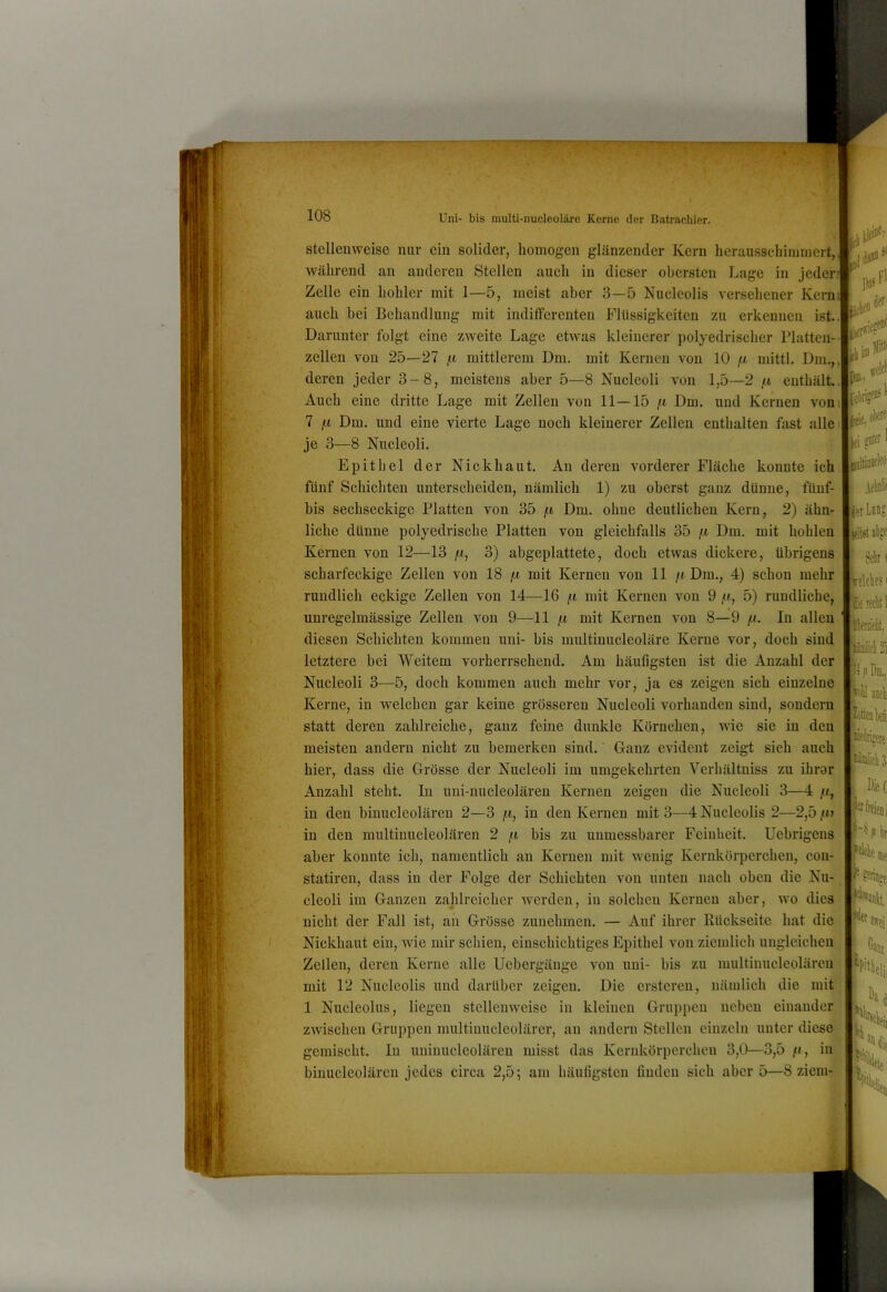 stelleu^Yeise nur ein solider, homogen glänzender Kern lierausscliiinniert, während an anderen Stellen auch in dieser obersten Lage in jeden Zelle ein hohler mit 1—5, meist aber 3—5 Nucleolis versehener Kern auch bei Behandlung mit indifferenten Fltissigkeiten zu erkennen ist.. Darunter folgt eine zweite Lage etwas kleinerer polyedrischer Blatten-- zellen von 25—27 /t mittlerem Dm. mit Kernen von 10 fi mittl. Dm.,, deren jeder 3-8, meistens aber 5—8 Nucleoli von 1,5—2 jit enthält.. Auch eine dritte Lage mit Zellen von 11—15 /t Dm. und Kernen vom 7 f.1 Dm. und eine vierte Lage noch kleinerer Zellen enthalten fast alle: je 3—8 Nucleoli. i Epithel der Nickhaut. An deren vorderer Fläche konnte ich; fünf Schichten unterscheiden, nämlich 1) zu oberst ganz dünne, fünf- bis sechseckige Platten von 35 jtt Dm. ohne deutlichen Kern, 2) ähn- liche dünne polyedrische Platten von gleichfalls 35 /tt Dm. mit hohlen Kernen von 12—13 /t, 3) abgeplattete, doch etwas dickere, übrigens scharfeckige Zellen von 18 fx mit Kernen von 11 /i Dm., 4) schon mehr rundlich eckige Zellen von 14—16 in mit Kernen von 9 /?, 5) rundliche, unregelmässige Zellen von 9—11 n mit Kernen von 8—9 /U. In allen diesen Schichten kommen uni- bis multiuucleoläre Kerne vor, doch sind letztere bei Weitem vorherrschend. Am häuflgsten ist die Anzahl der Nucleoli 3—5, doch kommen auch mehr vor, ja es zeigen sich einzelne Kerne, in welchen gar keine grösseren Nucleoli vorhanden sind, sondern statt deren zahlreiche, ganz feine dunkle Körnchen, wie sie in den meisten andern nicht zu bemerken sind.' Ganz evident zeigt sich auch hier, dass die Grösse der Nucleoli im umgekehrten Verhältniss zu ihrar Anzahl steht. In uni-uucleolären Kernen zeigen die Nucleoli 3—4 /(, in den biuucleolären 2—3 n, in den Kernen mit 3—4 Nucleolis 2—2,5 in den multinucleolären 2 bis zu uumessbarer Feinheit. Uebrigeus aber konnte ich, namentlich an Kernen mit wenig Kernköi'perchen, coii- statiren, dass in der Folge der Schichten von unten nach oben die Nu- cleoli im Ganzen zahlreicher werden, in solchen Kernen aber, wo dies nicht der Fall ist, an Grösse zunehmen. — Auf ihrer Rückseite hat die Nickhaut ein, wie mir schien, einschichtiges Epithel von ziemlich ungleichen Zellen, deren Kerne alle Uebergänge von uni- bis zu multinucleolären mit P2 Nucleolis und darüber zeigen. Die erstcreu, nämlich die mit, 1 Nucleolus, liegen stellenweise in kleinen Grujipeu neben einander zwischen Gruppen multiuuclcolärcr, an andern Stellen einzeln unter diese gemischt. In uninuclcoläreu misst das Kernkörperchen 3,0—3,5 it, in biuucleolären jedes circa 2,5; am häutigsten finden sich aber 5—8 ziem-