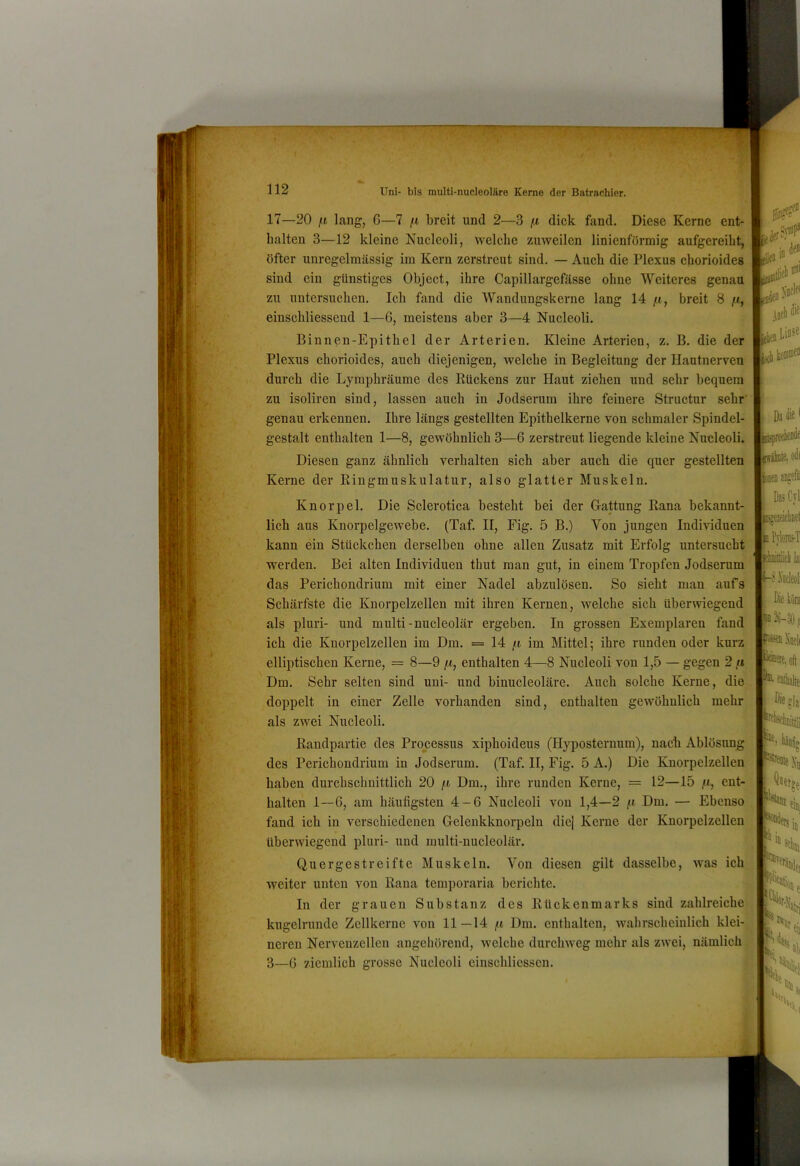 17—20 fl lang, G—7 fi breit und 2—3 fi dick fand. Diese Kerne ent- halten 3—12 kleine Nucleoli, welche zuweilen linienförmig aufgereibt, öfter unregelmässig im Kern zerstreut sind. — Auch die Plexus chorioides sind ein günstiges Object, ihre Capillargefässe ohne Weiteres genau zu untersuchen. Ich fand die Wandungskerne lang 14 fi, breit 8 [j, einschliesscud 1—6, meistens aber 3—4 Nucleoli. Binnen-Epithel der Arterien. Kleine Arterien, z. B. die der Plexus chorioides, auch diejenigen, welche in Begleitung der Hautnerven durch die Lymphräume des Rückens zur Haut ziehen und sehr bequem zu isoliren sind, lassen auch in Jodserum ihre feinere Structur sehr' genau erkennen. Ihre längs gestellten Epithelkerne von schmaler Spindel- gestalt enthalten 1—8, gewöhnlich 3—6 zerstreut liegende kleine Nucleoli. Diesen ganz ähnlich verhalten sich aber auch die quer gestellten Kerne der Eingmuskulatur, also glatter Muskeln. Knorpel. Die Sclerotica besteht bei der Gattung Rana bekannt- lich aus Knorpelgewebe. (Taf. II, Fig. 5 B.) Von jungen Individuen kann ein Stückchen derselben ohne allen Zusatz mit Erfolg untersucht werden. Bei alten Individuen thut man gut, in einem Tropfen Jodserum das Perichondrium mit einer Nadel abzulösen. So sieht man aufs Schärfste die Knorpelzellen mit ihren Kernen, welche sich überwiegend als pluri- und multi-nucleolär ergeben. In grossen Exemplaren fand ich die Knorpelzellen im Dm. = 14 fi im Mittel; ihre runden oder kurz elliptischen Kerne, = 8—9 fi, enthalten 4—8 Nucleoli von 1,5 — gegen 2,« Dm. Sehr selten sind uni- und binucleoläre. Auch solche Kerne, die doppelt in einer Zelle vorhanden sind, enthalten gewöhnlich mehr^_ als zwei Nucleoli. Raudpartie des Processus xiphoideus (Hyposternum), nacb Ablösung des Perichondrium in Jodserum. (Taf. II, Fig. 5 A.) Die Knorpelzellen haben durchschnittlich 20 fi Dm., ihre runden Kerne, = 12—15 /t, ent- halten 1—6, am häufigsten 4-6 Nucleoli von 1,4—2 fi Dm. — Ebenso fand ich in verschiedenen Gelenkknorpeln die] Kerne der Knorpelzellen überwiegend pluri- und multi-nucleolär. Quergestreifte Muskeln. Von diesen gilt dasselbe, was ich weiter unten von Rana temporaria berichte. In der grauen Substanz des Rückenmarks sind zahlreiche kugelrunde Zellkerne von 11—14 fi Dm. enthalten, wahrscheinlich klei- neren Nervenzellen angehörend, welche durchweg mehr als zwei, nämlich 3—6 ziemlich grosse Nucleoli einschliesscn. iS?* ii»“ Viiflfi Linse Däiüe* Dittieiiiie le. odf DjsCtI inlici kl -d .Vocledi Dieköni i2ti-oöf fm \'iiti( feae. oft ^ieglj 0 Pin *»1,, H 'e
