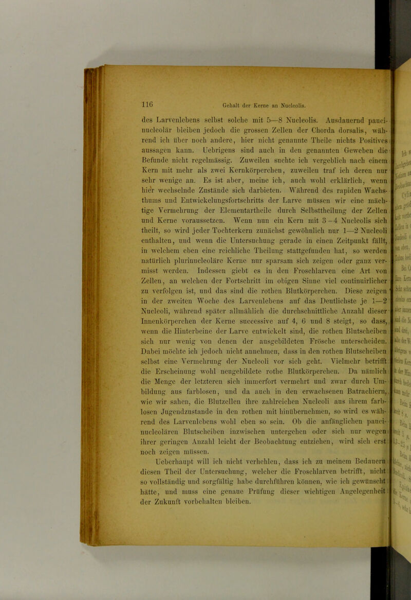 des Larveiilebens selbst solche mit 5—8 Nucleolis. Ausdauernd pauci- imcleoläv bleiben jedoch die grossen Zellen der Chorda dorsalis, wäh- rend ich über noch andere, hier nicht genannte Theile nichts Positivesi aussagcn kann. Uebrigens sind auch in den genannten Geweben die; Befunde nicht regelmässig. Zuweilen suchte ich vergeblich nach einem: Kern mit mehr als zwei Kernkörperchen, zuweilen traf ich deren nur sehr wenige an. Es ist aber, meine ich, auch wohl erklärlich, wenn, hier wechselnde Zustände sich darbieten. Während des rapiden Wachs- thums und Entwickelungsfortschritts der Larve müssen wir eine mäch- tige Vermehrung der Eleraentartheile durch Selbsttheilung der Zellen und Kerne voraussetzen. Wenn nun ein Kern mit 3-4 Nucleolis sich, theilt, so mrd jeder Tochterkern zunächst gewöhnlich nur 1—2 Nucleoli enthalten, und wenn die Untersuchung gerade in einen Zeitpunkt fällt,,j in welchem eben eine reichliche Theilung stattgefunden hat, so werden natürlich plurinucleoläre Kerne nur sparsam sich zeigen oder ganz ver- misst werden. Indessen giebt es in den Froschlarven eine Art von. Zellen, an welchen der Fortschritt im obigen Sinne viel continuirlicher Diese zeigen zu verfolgen ist, und das sind die rothen Blutkörperchen, in der zweiten Woche des Larvenlebens auf das Deutlichste je 1—2 Nucleoli, während später allmählich die durchschnittliche Anzahl dieser Innenkörperchen der Kerne successive auf 4, 6 und 8 steigt, so dass,.! IJJ efj wenn die Hinterbeine der Larve entwickelt sind, die rothen Blutscheiben: sich nur wenig von denen der ausgebildeten Frösche unterscheiden. Dabei möchte ich jedoch nicht anuehmen, dass in den rothen Blutscheiben. selbst eine Vermehrung der Nucleoli vor sich geht. Vielmehr betritft: die Erscheinung wohl neugebildete rothe Blutkörperchen. Da nämlich die Menge der letzteren sich immerfort vermehrt und zwar durch Um- bildung aus farblosen, und da auch in den erwachsenen Batrachiern,. wie wir sahen, die Blutzellen ihre zahlreichen Nucleoli aus ihrem fiirb- losen Jugendzustande in den rothen mit hinübernehmen, so wird es wäh-' rend des Larvenlebens wohl eben so sein. Ob die anfänglichen pauci- nucleolären Blutscheiben inzwischen untergeben oder sich nur wegen, ihrer geringen Anzahl leicht der Beobachtung entziehen, wird sich erst noch zeigen müssen. Ueberhaupt will ich nicht verhehlen, dass ich zu meinem Bedauern diesen Theil der Untersuchung, welcher die Froschlarven betrifft, nicht so vollständig und sorgfältig habe durchführen können, wie ich gewünscht hätte, und muss eine genaue Prüfung dieser wichtigen Angelegenheit der Zukunft Vorbehalten bleiben. liLo; h,