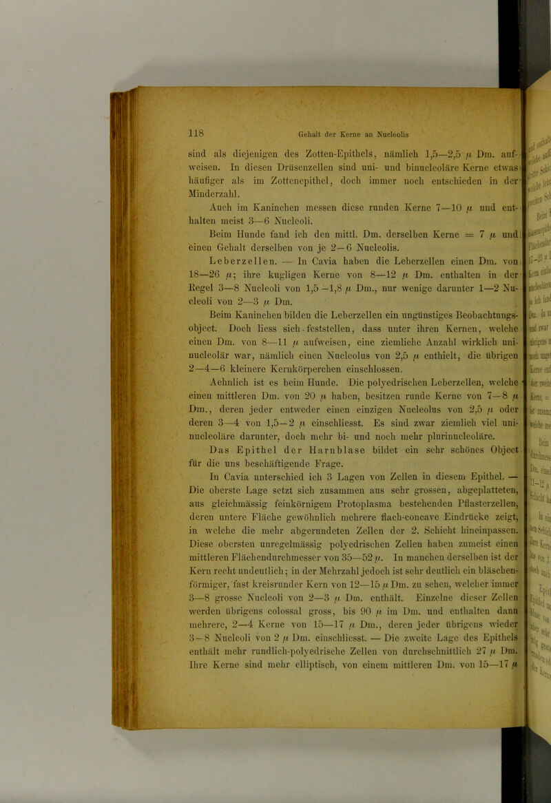 JW J 118 Gehalt der Kerne an Nucleolis sind als diejenigen des Zotten-Epitliels, nämlich 1,5—2,5 [.i Dm. auf- weisen. In diesen Drüsenzellen sind uni- und binucleoläre Kerne etwas häufiger als im Zottcnepitliel, doch immer noch entschieden in der. Minderzahl. Auch im Kaninchen messen diese runden Kerne 7—10 fx und ent- halten meist 3—6 Nucleoli. Beim Hunde fand ich den mittl. Dm. derselben Kerne = 7 ^ und' einen Gehalt derselben von je 2—6 Nucleolis. Leber zellen. — In Cavia haben die Leberzellen einen Dm. vom 18—26 ihre kugligen Kerne von 8—12 fi Dm. enthalten in der Eegel 3—8 Nucleoli von 1,5 —1,8 jH Dm., nur wenige darunter 1—2 Nu- cleoli von 2—3 f.1 Dm. Beim Kaninchen bilden die Leberzellen ein ungünstiges Beobachtungs- object. Doch Hess sich.feststellen, dass unter ihren Kernen, welche■ einen Dm. von 8—11 f.i aufweisen, eine ziemliche Anzahl wirklich uui- nucleolär war, nämlich einen Nucleolus von 2,5 /t enthielt, die übrigen 2—4—6 kleinere Kerukörpercheu ciuschlossen. In IB ;|l]ld PfSf ^ iHiiri® II Aehnlich ist es beim Hunde. Die polyedrischen Leberzelleu, welche *)'feuffiie Im eiitl einen mittleren Dm. von 20 /t haben, besitzen runde Kerne von 7—8 /i. Dm., deren jeder entweder einen einzigen Nucleolus von 2,5 /t oder' deren 3—4 von 1,5—2 f.i einschliesst. Es sind zwar ziemlich viel uni- nucleoläre darunter, doch mehr bi- und noch mehr plurinucleoläre. Das Epithel der Harnblase bildet ein sehr schönes Object für die uns beschäftigende Frage. s, In Cavia unterschied ich 3 Lagen von Zellen in diesem Epithel. — Die oberste Lage setzt sich zusammen aus sehr grossen, abgeplatteten,' aus gleichmässig feinkörnigem Protoplasma bestehenden Pflasterzellen, • i deren untere Fläche gewöhnlich mehrere flach-coucave Eindrücke zeigt, in welche die mehr abgerundeten Zellen der 2. Schicht hineinpassen. Diese obersten unregelmässig polyedrischen Zellen haben zumeist einen] mittleren Flächendurchmesser von 35—52 /f. In manchen derselben ist der] Kern recht undeutlich; in der Mehrzahl jedoch ist sehr deutlich ein bläsclien- förmiger, fast kreisrunder Kern von 12—15 ,n Dm. zu sehen, welcher immer 3—8 grosse Nucleoli von 2—3 a Dm. eutliält. Einzelne dieser Zellen ' werden übrigens colossal gross, bis 90 im Dm. und enthalten dann mehrere, 2—4 Kerne von 15—17 /n Dm., deren jeder übrigens wieder 1; 3 — 8 Nucleoli von 2 ,tt Dm. einschliesst. — Die zweite Lage des EpithelsX enthält mehr rundlich-polyedrische Zellen von durchschnittlich 27 /< Dni. Ihre Kerne sind mehr elliptisch, von einem mittleren Dm. von 15—17 ,« lm.= k manu ^«Iclie me X