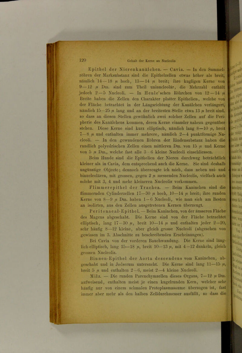 Epithel der Nierenkanälchen. — Cavia. — In den Sammel- röhrcn der Marksubstauz sind die Epithelzellen etwas höher als breit, nämlich 14—18 hoch, 13 —14 breit; ihre kugligen Kerne von 9 —12 /( Dm. sind zum Theil uninucleolär, die Mehrzahl enthält jedoch 2 — 5 Nucleoli. — In Henle’scheu Röhrchen von 12 —14 Breite haben die Zellen den Charakter platter Epithelien, welche von der Fläche betrachtet in der Längsrichtung der Kanälchen verlängert, nämlich 15—25 fi lang und an der breitesten Stelle etwa 13 /i breit sind, so dass an diesen Stellen gewöhnlich zwei solcher Zellen auf die Peri- pherie des Kanälchens kommen, deren Kerne einander nahezu gegenüber stehen. Diese Kerne sind kurz elliptisch, nämlich lang 8—10 /(, breit 7 —8 ;W und enthalten immer mehrere, nämlich 2—4 punktförmige Nu- cleoli. — In den gewundenen Röhren der Rindensubstanz haben die rundlich polyedrischen Zellen einen mittleren Dm. von 15 und Kerne von 5 jCi Dm., welche fast alle 3-6 kleine Nucleoli einschliesseu. Beim Hunde sind die Epithelien der Nieren durchweg beträchtlich kleiner als in Cavia, dem entsprechend auch die Kerne. Sie sind deshalb ungünstige Objecte; dennoch überzeugte ich mich, dass neben uni- und binucleolären, mit grossen, gegen 2 messenden Nucleolis, vielfach auch solche mit 3, 4 und mehr kleineren Nucleolis Vorkommen. Flimmerepithel der Trachea. — Beim Kaninchen sind die flimmernden Cylinderzellen 17—30 {.i hoch, 10—14 breit; ihre runden Kerne von 8—9 jU Dm. haben 1—6 Nucleoli, wie man sich am Besten an isolirten, aus den Zellen ausgetretenen Kernen überzeugt. Peritonaeal-Epithel. — Beim Kaninchen, von der äusseren Fläche des Magens abgeschabt. Die Kerne sind von der Fläche betrachtet elliptisch, laug 17 — 30 iW, breit 10—14 p, und enthalten jeder 2—20, sehr häufig 8—12 kleine, aber gleich grosse Nucleoli (abgesehen von gewissen im 3. Abschnitte zu beschreibenden Erscheinungen). Bei Cavia von der vorderen Bauchwandung. Die Kerne sind läng- lich-elliptisch, lang 15—18 p, breit 10—13 p, mit 4—12 dunkeln, gleich grossen Nucleolis. • Binnen-Epithel der Aorta descendens vom Kaninchen, ah-1 geschabt und in Jodserum untersucht. Die Kerne sind laug 11—15 p,j breit 5 p und enthalten 2—6, meist 2—4 kleine Nucleoli. Milz. — Die runden Pareuchymzellen dieses Organs, 7—12 p Dm. aufweisend, enthalten meist je einen kugelrunden Kern, welcher sehr häufig nur von einem schmalen Protoplasmasaume überzogen ist, fast immer aber mehr als den halben Zelldurchmesser ausfüllt, so dass die SjieEeni-'»'»* |{ie jjif ikilt iü'ä; stellt zur j b,