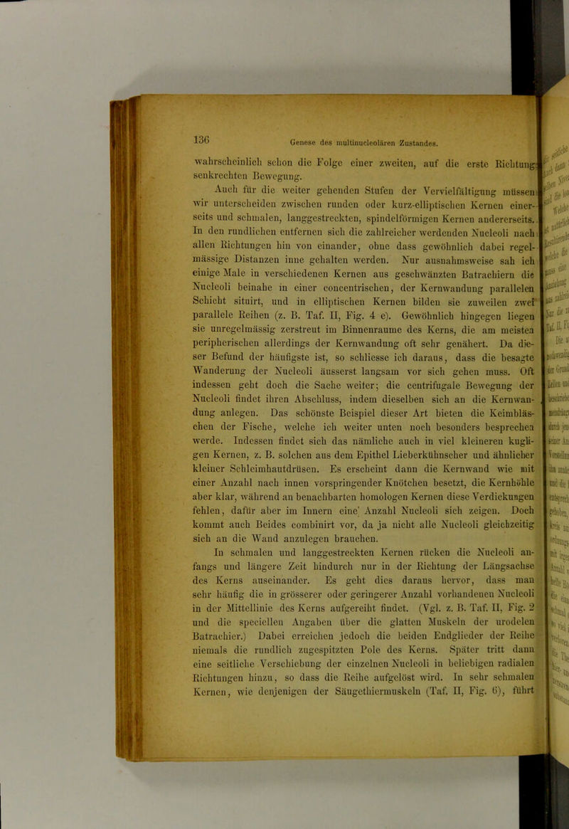 13G wahrscheinlich schon die Folge einer zweiten, auf die erste Richtung: senkrechten Bewegung. Auch für die weiter gehenden Stufen der Vervielfältigung müsseni Avir unterscheiden zAvischen runden oder kurz-elliptischen Kernen einer-! seits und schmalen, langgestreckten, spindelförmigen Kernen andererseits.. In den rundlichen entfernen sich die zahlreicher werdenden Nucleoli nachil allen Richtungen hin von einander, ohne dass gewöhnlich dabei regel- mässige Distanzen inue gehalten werden. Nur ausnahmsweise sah ichn einige Male in verschiedenen Kernen aus geschwänzten Batrachiern die Nucleoli beinahe in einer concentrischen, der KerntA^andung parallelen Schicht situirt, und in elliptischen Kernen bilden sie zuAveilen zwei parallele Reihen (z. B. Taf. II, Fig. 4 e). GeAvöhnlich hingegen liegen sie unregelmässig zerstreut im Binnenraume des Kerns, die am meisten peripherischen allerdings der Kernwandung oft sehr genähert. Da die- ser Befund der häufigste ist, so schliesse ich daraus, dass die besagte Wanderung der Nucleoli äusserst langsam vor sich gehen muss. Oft indessen geht doch die Sache weiter; die centrifugale Bewegung der Nucleoli findet ihren Abschluss, indem dieselben sich an die Kernwan- dung anlegen. Das schönste Beispiel dieser Art bieten die Keimbläs- chen der Fische, welche ich weiter unten noch besonders besprechen werde. Indessen findet sich das nämliche auch in viel kleineren kugli- gen Kernen, z. B. solchen aus dem Epithel Lieberktihnscher und ähnlicher kleiner Schleimhautdrüsen. Es erscheint dann die Kernwand wie mit einer Anzahl nach innen vorspringender Knötchen besetzt, die Kernhöhle aber klar, während an benachbarten homologen Kernen diese Verdickungen J fehlen, dafür aber im Innern eine’ Anzahl Nucleoli sich zeigen. Docht| kommt auch Beides combinirt vor, da ja nicht alle Nucleoli gleichzeitig] sich an die Wand anzulegen brauchen. In schmalen und langgestreckten Kernen rücken die Nucleoli an- |e itesetok jiiireli jeDi ffltr Ali im« %recli ifliolieii, tfiitirgei fangs und längere Zeit hindurch nur in der Richtung der Längsachse des Kerns auseinander. Es geht dies daraus lieiwor, dass maii:^ sehr häufig die in grösserer oder geringerer Anzahl A'orhandenen Nucleoli^ in der Mittellinie des Kerns aufgereiht findet. (Vgl. z. B. Taf. II, Fig. und die specielleu Angaben über die glatten Muskeln der urodeleu Jl Batrachier.) Dabei erreichen jedoch die beiden Endglieder der Reihej niemals die rundlich zugespitzten Pole des Kerns. Später tritt daunj eine seitliche Verschiebung der einzelnen Nucleoli in beliebigen radialen ^ Richtungen hinzu, so dass die Reihe aufgelöst Avird. In sehr schmalen ’ Kernen, Avie denjenigen der Säugethiermuskeln (Taf. II, Fig. G), führt | j.ir
