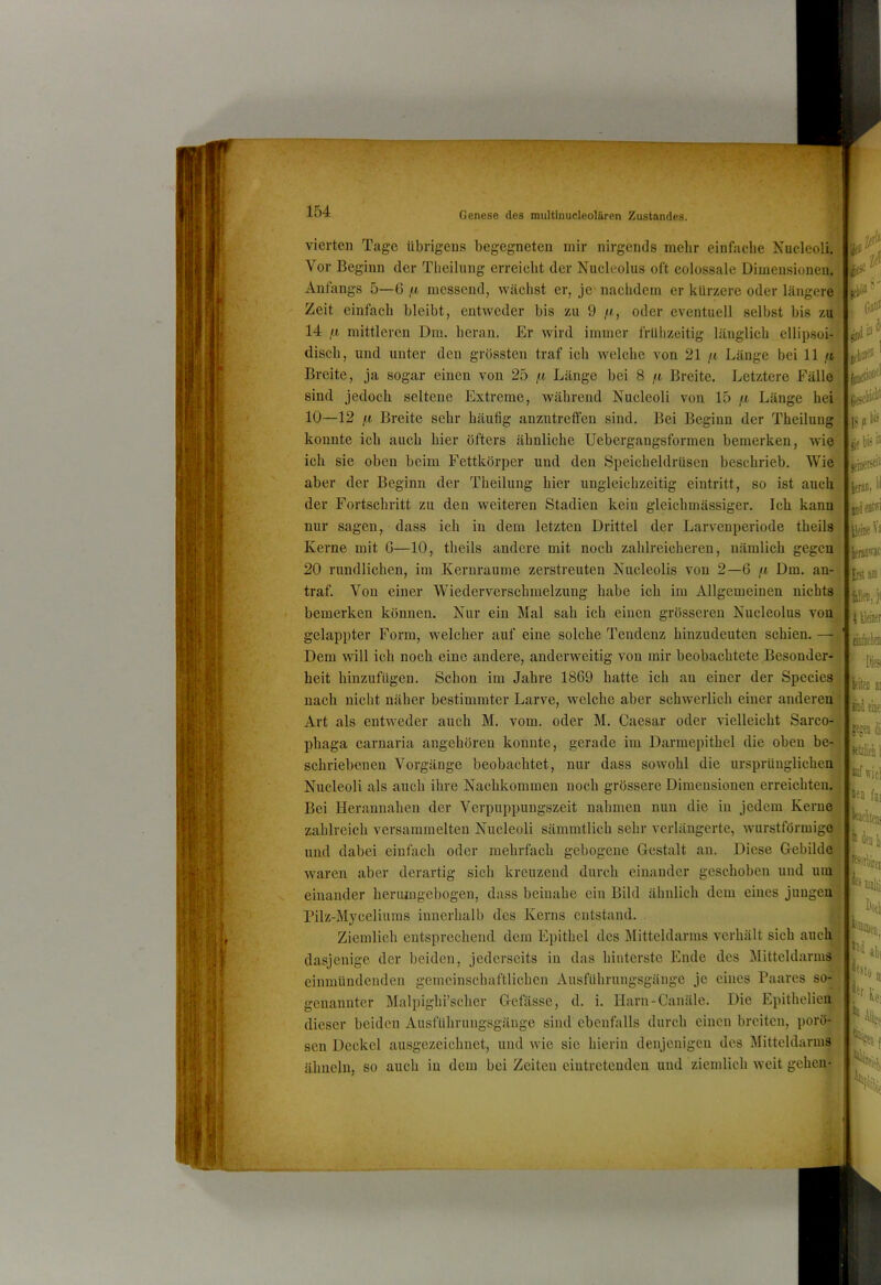 vierten Tage übrigens begegneten mir nirgends mehr einfache Xucleoli. Vor Beginn der Theilung erreicht der Nucleolus oft colossale Dimensionen, Anfangs 5—6 f.i messend, wächst er, je nachdem er kürzere oder längere Zeit einfach bleibt, entweder bis zu 9 /(, oder eventuell selbst bis zu 14 ,«f. mittleren Dm. heran. Er wird immer frUlizeitig länglich ellipsoi- disch, und unter den grössten traf ich welche von 21 /t Länge bei 11 /t Breite, ja sogar einen von 25 i-i Länge bei 8 Breite. I.ietztere Fälle sind jedoch seltene Extreme, während Nucleoli von 15 Länge hei 10—12 j.1 Breite sehr häufig anzntreffen sind. Bei Beginn der Theilung konnte ich auch hier öfters ähnliche Uebergangsformen bemerken, wie ich sie oben beim Fettkörper und den Speicheldrüsen beschrieb. Wie aber der Beginn der Theilung hier ungleichzeitig eintritt, so ist auch der Fortschritt zu den weiteren Stadien kein gleichmässiger. Ich kann nur sagen, dass ich in dem letzten Drittel der Larvenperiode theils Kerne mit G—10, theils andere mit noch zahlreicheren, nämlich gegen 20 rundlichen, im Kernraume zerstreuten Nucleolis von 2—6 Dm. an-. traf. Von einer Wiederverschmelzung habe ich im Allgemeinen nichts» bemerken können. Nur ein Mal sah ich einen grösseren Nucleolus von gelappter Form, welcher auf eine solche Tendenz hinzudeuten schien. — Dem will ich noch eine andere, anderweitig von mir beobachtete Besonder- ^ heit hinzufügen. Schon im Jahre 1869 hatte ich au einer der Species^ nach nicht näher bestimmter Larve, welche aber schwerlich einer anderen'^' Art als entweder auch M. vom. oder M. Caesar oder vielleicht Sarco- phaga carnaria angehören konnte, gerade im Darmepithel die oben be- schriebenen Vorgänge beobachtet, nur dass sowohl die ursprünglichen Nucleoli als auch ihre Nachkommen noch grössere Dimensionen erreichten. Bei Heraunahen der Verpuppungszeit nahmen nun die in jedem Kerne zahlreich versammelten Nucleoli sämmtlich sehr verlängerte, wurstförmige und dabei einfach oder mehrfach gebogene Gestalt au. Diese Gebilde waren aber derartig sich kreuzend durch einander geschoben und um einander herumgebogen, dass beinahe ein Bild ähnlich dem eines juugenj: Pilz-Myceliums innerhalb des Kerns entstand. Ziemlich entsprechend dem Ei)ithcl des Mitteldarms verhält sich auch dasjenige der beiden, jedcrscits in das hinterste Ende des j\Iitteldarms einmündenden gemeinschaftlichen Ausführungsgängc je eines Paares so- genannter Malpighi’scher Gefässe, d. i. Harn-Canäle. Die Epithelieu dieser beiden Ausführungsgäuge sind ebenfalls durch einen breiten, porö- sen Deckel ausgezeichnet, und wie sie hierin denjenigen des Mitteldanus, ähneln, so auch in dem bei Zeiten eiutreteudeu und ziemlich weit gehen-jd Zerf* Zel' ,fl ge bi? ® lleioeiä leruvat L«i am' Ulwr ifbeii ai iiil eilt! I itizlieli 1 wicl •fii fai äeali, 'et ttalii iom ali