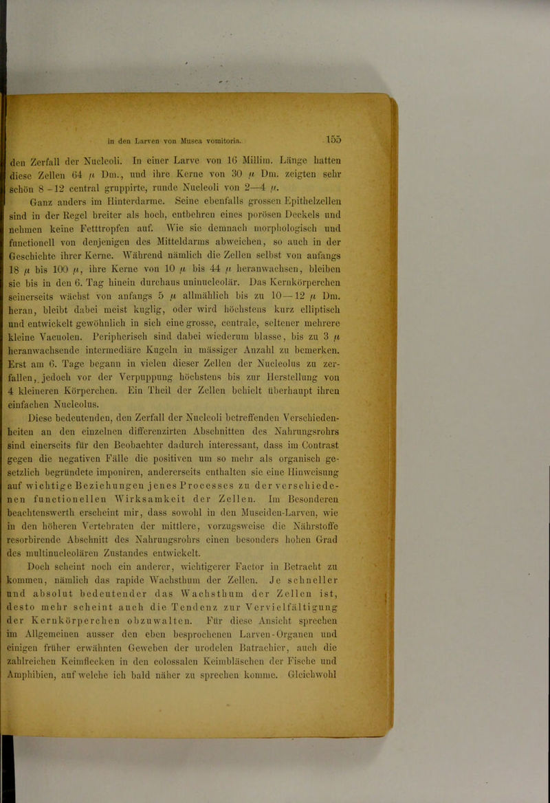 den Zerfall der Nucleoli. In einer Larve von 16 Millim. Länge hatten diese Zellen 64 /t Din., und ihre Kerne von 30 ft Dm. zeigten sein- schön 8-12 central gruppirte, runde Nucleoli von 2—4 Ganz anders im Hinterdarme. Seine ebenfalls grossen Epithelzellen sind in der Regel breiter als hoch, entbehren eines porösen Deckels und nehmen keine Fetttropfen auf. Wie sie demnach morphologisch und functioneil von denjenigen des Mitteldarius abweichen, so auch in der Geschichte ihrer Kerne. Während nämlich die Zellen selbst von anfangs 18 |U bis 100 ,n, ihre Kerne von 10 ili bis 44 in heranwachsen, bleiben sie bis in den 6. Tag hinein durchaus uninucleolär. Das Kernkörperchen seinerseits wächst von anfangs 5 n allmählich bis zu 10—12 n Dm. heran, bleibt dabei meist kuglig, oder wird höchstens kurz elliptisch und entwickelt gewöhnlich in sich eine grosse, centrale, seltener mehrere kleine Vacuolen. Peripherisch sind dabei wiederum blasse, bis zu 3 heranwachsende intermediäre Kugeln in mässiger Anzahl zu bemerken. Erst am 6. Tage begann in vielen dieser Zellen der Nucleolus zu zer- fallen,, jedoch vor der Verpuppung höchstens bis zur Herstellung von 4 kleineren Körperchen. Ein Theil der Zellen behielt überhaupt ihren einfachen Nucleolus. Diese bedeutenden, den Zerfall der Nucleoli betreffenden Verschieden- heiten an den einzelnen difterenzirten Abschnitten des Nahrungsrohrs sind einerseits für den Beobachter dadurch interessant, dass im Contrast gegen die negativen Fälle die positiven um so mehr als organisch ge- setzlich begründete imponiren, andererseits enthalten sie eine Hinweisung auf wichtige Beziehungen jenes Processes zu der verschiede- nen functionellen Wirksamkeit der Zellen. Im Besonderen beachtenswerth erscheint mir, dass sowohl in den Musciden-Larven, wie in den höheren Vertebraten der mittlere, vorzugsweise die Nährstoffe resorbirende Abschnitt des Nahrungsrohrs einen besonders hohen Grad des niultinucleolären Zustandes entwickelt. Doch scheint noch ein anderer, wichtigerer Factor in Betracht zu kommen, nämlich das rapide Wachsthum der Zellen. Je schneller und absolut bedeutender das Wachsthum der Zellen ist, desto mehr scheint auch die Tendenz zur Vervielfältigung der Kernkörperchen obzuwalten. Für diese Ansiclit sprechen im Allgemeinen ausser den eben besprochenen Larven-Organen und einigen früher erwähnten Geweben der urodelen Batrachier, auch die zahlreichen Keimflecken in den colossalen Keimbläschen der Fische und Amphibien, auf welche ich bald näher zu sprechen komme. Gleichwohl