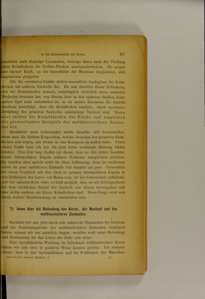 tractilifät auch diejenige Locomotion, vermöge deren nach der Theilung eines Keimfleckens die Tochter-Flecken auseinanderrlicken. Sie mögen ans eigener Kraft, an der Innenfläche der Membran hingleitend, sich angemessen grnppiren. Alle die erwähnten Punkte stellen wesentliche Analogieen der Keim- flecken mit anderen Nncleolis dar. Da nun überdies dieser Zellenkern, den wir Keimbläschen nennen, ursprünglich sicherlich einen centralen Nncleolus besessen hat, von diesem aber in den späteren Stadien keine andere Spur mehr aufznfinden ist, so ist meines Erachtens die Ansicht durchaus berechtigt, dass die Keimflecken multiple, durch successive Zerfällung des primären Nncleolus entstandene Nucleoli sind. Dann aber stellen die Keimbläschen der Fische und Amphibien die grossartigsten Beispiele des multinucleolären Zustan- des dar. Quantitativ noch bedeutender würde derselbe sich herausstellen, wenn man die kleinen Körperchen, welche zwischen den grösseren Keim- flecken sich zeigen, mit diesen in eine Kategorie zu stellen hätte. lieber diesen Punkt habe ich mir bis jetzt keine bestimmte Meinung bilden können. Eine Zeit lang dachte ich daran, dass sie den früher beschrie- benen intermediären Kugeln anderer Zellkerne entsprechen möchten. Ihr Ansehen aber spricht nicht für diese Auffassung; denn sie erscheinen schon im gjinz natürlichen Zustande viel dunkler als jene. Namentlich bei einem Vergleich mit den eben so grossen intermediären Kugeln in den Zellkernen der Larve von Musca vom. ist der Unterschied auffallend. Auf der anderen Seite wäre es wohl möglich, dass sie als Nebenproducte bei dem reichlichen Zerfall der Nucleoli aus diesen hervorgehen und also nichts anderes als kleine Keimflecken sind. Diese Frage wird erst durch weitere Nachforschung zu entscheiden sein. 7) Ideen über die Bedeutung des Kerns, der Nucleoli und des multinucleolären Zustandes. Nachdem wir uns jetzt durch sehr zahlreiche Thatsachen der Existenz und der Entstehungsweise des multinucleolären Zustandes versichert haben, müssen wir uns natürlich fragen, welches wohl seine Bedeutung und Bestimmung für das Leben der Zelle sein möge. Eine cigenthümliche Wendung im Schicksale multinucleolärer Kerne haben wir mm oben in positiver Weise kennen gelernt. Ich erinnere daran, dass in den Speicheldrüsen und im Fettkörper der Musciden- Auerbacb, Organol, Studien. I. 11