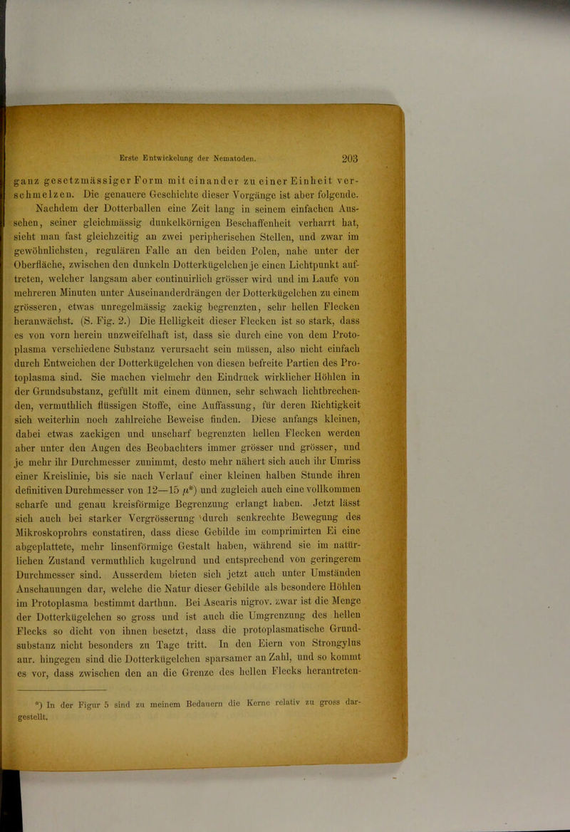ganz gesetzmässiger Form miteinander zu einer Einheit ver- schmelzen. Die genauere Geschichte dieser Vorgänge ist aber folgende. Nachdem der Dotterballen eine Zeit lang in seinem einfachen Aus- sehen, seiner gleichmässig dimkelkörnigeu Beschaffenheit verharrt hat, sieht man fast gleichzeitig au zwei peripherischen Stellen, und zwar im gewöhnlichsten, regulären Falle an den beiden Polen, nahe unter der Oberfläche, zwischen den dunkeln Dotterkügelchen je einen Lichtpunkt auf- treten, welcher langsam aber coutinuirlich grösser wird und im Laufe von mehreren Minuten unter Auseinanderdrängen der Dotterkügelchen zu einem grösseren, etwas unregelmässig zackig begrenzten, sehr hellen Flecken heranwächst. (S. Fig. 2.) Die Helligkeit dieser Flecken ist so stark, dass es von vorn herein unzweifelhaft ist, dass sie durch eine von dem Proto- plasma verschiedene Substanz verursacht sein müssen, also nicht einfach durch Entweichen der Dotterkügelchen von diesen befreite Partien des Pro- toplasma sind. Sie machen vielmehr den Eindruck wirklicher Höhlen in der Grundsubstanz, gefüllt mit einem dünnen, sehr schwach lichtbrechen- den, vermuthlich flüssigen Stoffe, eine Auffassung, für deren Kichtigkeit sich weiterhin noch zahlreiche Beweise finden. Diese anfangs kleinen, dabei etwas zackigen und unscharf begrenzten hellen Flecken werden aber unter den Augen des Beobachters immer grösser und grösser, und je mehr ihr Durchmesser zunimmt, desto mehr nähert sich auch ihr Umriss einer Kreislinie, bis sie nach Verlauf einer kleinen halben Stunde ihren definitiven Durchmesser von 12—15 /u-*) und zugleich auch eine vollkommen scharfe und genau kreisförmige Begrenzung erlangt haben. Jetzt lässt sich auch bei starker Vergrösseruug 'durch senkrechte Bewegung des Mikroskoprohrs constatiren, dass diese Gebilde im comprimirten Ei eine abgeplattete, mehr linsenförmige Gestalt haben, während sie im natür- lichen Zustand vermuthlich kugelrund und entsprechend von geringerem Durchmesser sind. Ausserdem bieten sich jetzt auch unter Umständen Anschauungen dar, welche die Natur dieser Gebilde als besondere Höhlen im Protoplasma bestimmt darthun. Bei Ascaris nigrov. zwar ist die Menge der Dotterkügelchen so gross und ist auch die Umgrenzung des hellen Flecks so dicht von ihnen besetzt, dass die protoplasmatische Grund- substanz nicht besonders zu Tage tritt. In den Eiern von Strongylus aur. hingegen sind die Dotterkügelchen sparsamer an Zahl, und so kommt es vor, dass zwischen den an die Grenze des hellen Flecks herantreten- *) In der Figur 5 sind zu meinem Bedauern die Kerne relativ zu gross dar- gesteUt.