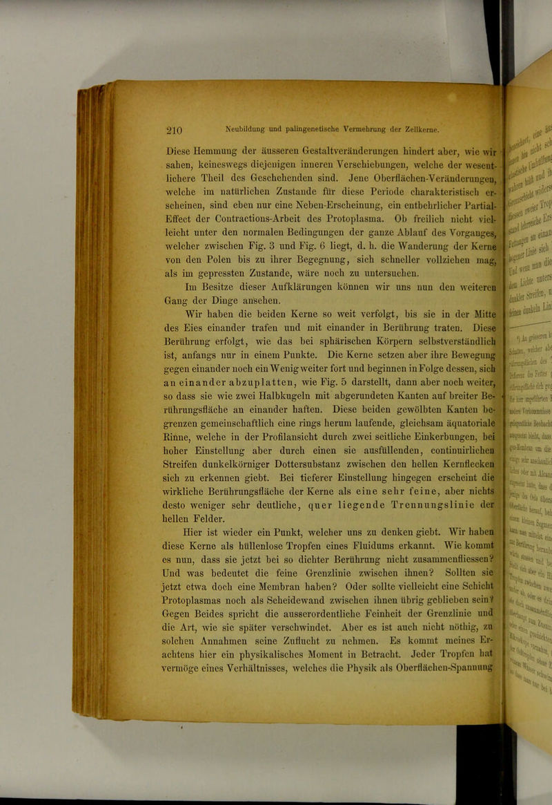 210 Neubildung und palingenetische Vermehrung der Zellkerne. Diese Hemmuug der äusseren Gestaltveränderungen hindert aber, wie wir sahen, keineswegs diejenigen inneren Verschiebungen, welche der wesent- lichere Theil des Geschehenden sind. Jene Oberflächen-Veränderungen, welche im natürlichen Zustande für diese Periode charakteristisch er- scheinen, sind eben nur eine Neben-Erscheinung, ein entbehrlicher Partial- Effect der Contractions-Arbeit des Protoplasma. Ob freilich nicht viel- leicht unter den normalen Bedingungen der ganze Ablauf des Vorganges, welcher zwischen Fig. 3 und Fig. 6 liegt, d. h. die Wanderung der Kerne von den Polen bis zu ihrer Begegnung, sich schneller vollziehen mag,* als im gepressten Zustande, wäre noch zu untersuchen. ^ Im Besitze dieser Aufklärungen können wir uns nun den weiteren Gang der Dinge ansehen. | Wir haben die beiden Kerne so weit verfolgt, bis sie in der Mitte des Eies einander trafen und mit einander in Berührung traten. Diese Berührung erfolgt, wie das bei sphärischen Körpern selbstverständlich ist, anfangs nur in einem Punkte. Die Kerne setzen aber ihre Bewegung gegen einander noch ein Wenig weiter fort und beginnen in Folge dessen, sich an einander abzuplatten, wie Fig. 5 darstellt, dann aber noch weiter, so dass sie wie zwei Halbkugeln mit abgerundeten Kanten auf breiter Be- rührungsfläche an einander haften. Diese beiden gewölbten Kanten be- grenzen gemeinschaftlich eine rings herum laufende, gleichsam äquatoriale Rinne, welche in der Profllansicht durch zwei seitliche Einkerbungen, bei hoher Einstellung aber durch einen sie ausfüllenden, continuirlichen Streifen dunkelkörniger Dottersubstanz zwischen den hellen Kernflecken sich zu erkennen giebt. Bei tieferer Einstellung hingegen erscheint die wirkliche Berührungsfläche der Kerne als eine sehr feine, aber nichts desto weniger sehr deutliche, quer liegende Trennungslinie der hellen Felder. Hier ist wieder ein Punkt, welcher uns zu denken giebt. Wir haben diese Kerne als hüllenlose Tropfen eines Fluidums erkannt. Wie kommt es nun, dass sie jetzt bei so dichter Berührung nicht zusammenfliessen? Und was bedeutet die feine Grenzlinie zwischen ihnen? Sollten sie jetzt etwa doch eine Membran haben? Oder sollte vielleicht eine Schicht Protoplasmas noch als Scheidewand zwischen ihnen übrig geblieben sein? Gegen Beides spricht die ausserordentliche Feinheit der Grenzlinie und die Art, wie sie später verschwindet. Aber es ist auch nicht nöthig, zu solchen Annahmen seine Zuflucht zu nehmen. Es kommt meines Er- achtens hier ein physikalisches Moment in Betracht. Jeder Tropfen hat vermöge eines Verhältnisses, welches die Physik als Oberflächen-Spaunung ä«' .,1t etil ,(« Ers' sicli I jjiiian ,d« • doll» SK*',' lefflca kl *) in gtä-äer® 2, fjlclcr äbc -iiäclieD des l %traii de Fettes j MitifÄ siel gef liier aigefäkten F ludert Mornnkse Beobacht bleibt, dass j ga-laibisii am die l/®?fse!iraiisiiaalic! .«odennitAlcanr «Ksait batte, dass d übers ^aat '“SWaubi beb mei “dttelst eint