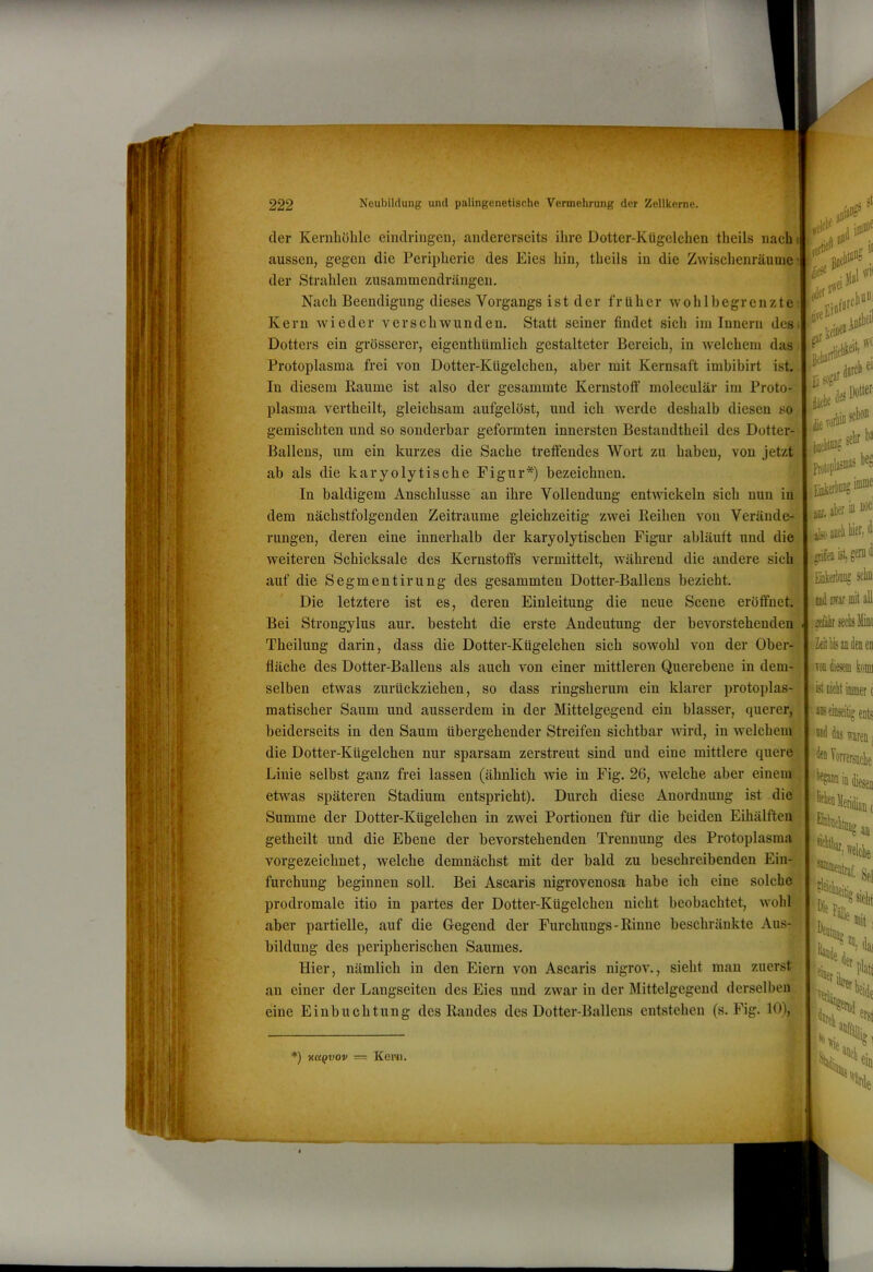der Kenihöhle eindriiigeii, andererseits ihre Dotter-Kügelchen theils nach i aussen, gegen die Peripherie des Eies hin, theils in die Zwischenräume der Strahlen zusammendrängen. Nach Beendigung dieses Vorgangs ist der früher wohl begrenzte Kern wieder verschwunden. Statt seiner findet sich im Innern des Dotters ein grösserer, eigenthtimlich gestalteter Bereich, in welchem das Protoplasma frei von Dotter-Kügelchen, aber mit Kernsaft imbibirt ist. In diesem Raume ist also der gesammte Kernstoff moleculär im Proto- plasma vertheilt, gleichsam aufgelöst, und ich werde deshalb diesen so gemischten und so sonderbar geformten innersten Bestandtheil des Dotter- Ballens, um ein kurzes die Sache treffendes Wort zu haben, von jetzt ab als die karyo ly tische Figur*) bezeichnen. ) r In baldigem Anschlüsse an ihre Vollendung entmckeln sich nun in dem nächstfolgenden Zeiträume gleichzeitig zwei Reihen von Verände- rungen, deren eine innerhalb der karyolytischen Figur abläuft und die weiteren Schicksale des Kernstoffs vermittelt, während die andere sich auf die Segmentirung des gesummten Dotter-Ballens bezieht. Die letztere ist es, deren Einleitung die neue Scene eröffnet. Bei Strongylus aur. besteht die erste Andeutung der bevorstehenden Theilung darin, dass die Dotter-Kügelchen sich sowohl von der Ober- fläche des Dotter-Ballens als auch von einer mittleren Querebene in dem- selben etwas zurtickziehen, so dass ringsherum ein klarer protoplas- matischer Saum und ausserdem in der Mittelgegend ein blasser, querer, beiderseits in den Saum übergehender Streifen sichtbar wird, in welchem die Dotter-Kügelchen nur sparsam zerstreut sind und eine mittlere quere Linie selbst ganz frei lassen (ähnlich wie in Fig. 26, welche aber einem etwas späteren Stadium entspricht). Durch diese Anordnung ist die Summe der Dotter-Kügelchen in zwei Portionen für die beiden Eihälften getheilt und die Ebene der bevorstehenden Trennung des Protoplasma vorgezeichnet, welche demnächst mit der bald zu beschreibenden Ein- furchung beginnen soll. Bei Ascaris nigrovenosa habe ich eine solche prodromale itio in partes der Dotter-Kügelchen nicht beobachtet, wohl aber partielle, auf die Gegend der Furchungs-Rinne beschränkte Aus- bildung des peripherischen Saumes. Hier, nämlich in den Eiern von Ascaris nigrov., sieht man zuerst an einer der Langseiten des Eies und zwar in der Mittelgegend derselben eine Einbuchtung des Randes des Dotter-Ballens entstehen (s. Fig. 10), *) KctQvov — Kewi. .ml** Dotter- sek inime jIki aoeli liier, di -grifeL ist, gern d lEiikerliiin? seto Did mr mit all: .seTtkiseclisllini Ton faffl kümi L<t iiitlit immer c »nseinseiti» ents •»d das waren j den Yorrersi Va in '’^^enHeriäian an Sei