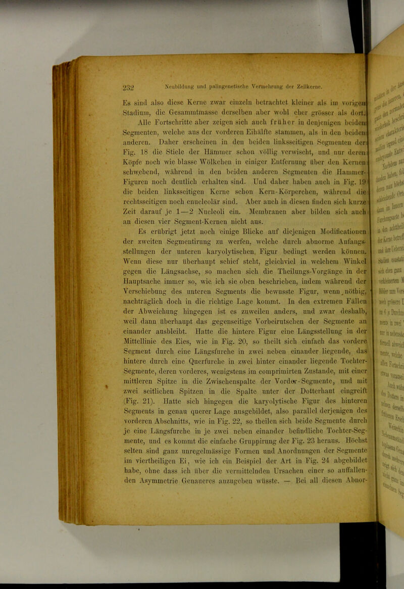 Es sind also diese Kerne zwar einzeln betrachtet kleiner als iin vorigei Stadium, die Gesamintmasse derselben aber wohl eher grosser als dort. Allo Fortschritte aber zeigen sich auch früher in denjenigen beideni Segmenten, welche ans der vorderen Eihälftc stammen, als in den beiden anderen. Daher erscheinen in den beiden linksseitigen Segmenten der Fig. 18 die Stiele der Hämmer schon völlig verwischt, und nur deren Köpfe noch wie blasse Wölkchen in einiger Entfernung über den Kernen schw.ebeud, während in den beiden anderen Segmenten die Hammer- Figuren noch deutlich erhalten sind. Und daher haben auch in Eig. 19 die beiden linksseitigen Kerne schon Kern-Körperchen, während die rechtsseitigen noch enucleolär sind. Aber auch in diesen finden sich kurze Zeit darauf je 1—2 Nucleoli ein. Membranen aber bilden sich auch an diesen vier Segment-Kernen nicht aus. Es erübrigt jetzt noch einige Blicke auf diejenigen Modificationen der zweiten Segmentirung zu werfen, welche durch abnorme Anfangs- stellungen der unteren karyolytischen. Figur bedingt werden können. Wenn diese nur überhaupt schief steht, gleichviel in welchem Winkel gegen die Längsachse, so machen sich die Theilungs-Vorgänge in der Hauptsache immer so, wie ich sie oben beschrieben, indem während der Verschiebung des unteren Segments die bewusste Figur, wenn.nöthig, nachträglich doch in die richtige Lage kommt. In den extremen Fällen der Abweichung hingegen ist es zuweilen anders, und zwar deshalb, weil dann überhaupt das gegenseitige Vorbeirutschen der Segmente an einander ausbleibt. Hatte die hintere Figur eine Längsstellung in der Mittellinie des Eies, wie in Fig. 20, so theilt sich einfach das vordere Segment durch eine Längsfurche in zwei neben einander liegende, das hintere durch eine Querfurche in zwei hinter einander liegende Tochter- Segmente, deren vorderes, wenigstens im comprimirten Zustande, mit einer mittleren Spitze in die Zwischenspalte der Vorder-Segmente, und mit zwei seitlichen Spitzen in die Spalte unter der Dotterhaut eiugreift (Fig. 21). Hatte sich hingegen die karyolytische Figur des hinteren Segments in genau querer Lage ausgebildet, also parallel derjenigen des vorderen Abschnitts, wie in Fig. 22, so theilen sich beide Segmente durch je eine Längsfurche in je zwei neben einander befindliche Tochter-Seg- mente, und es kommt die einfache Gruppirung der Fig. 23 heraus. Höchst selten sind ganz unregelmässige Formen und Anordnungen der Segmente im viertheiligen Ei, wie ich ein Beispiel der Art in Fig. 24 abgebildet habe, ohne dass ich über die vermittelnden Ursachen einer so auffallen- den Asymmetrie Genaueres anzugeben wüsste. — Bei all diesen Abnor-