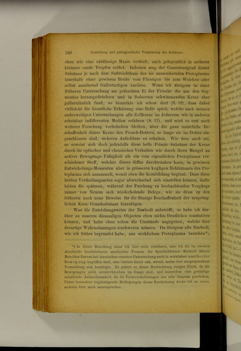 .( : 4 ll't :ü eben \vie eine zähflüssige Masse verhielt, aucli gelegentlich in mehrere kleinere runde Tropfen zerfiel. Indessen mag der Consisteuzgrad dieser Substanz je nach dem Saftreichthum des sie aussondernden Protoplasma innerhalb einer gewissen Breite vom Flüssigen bis zum Weichen oder selbst annähernd Gallertartigen variiren. Wenn ich übrigens in einer früheren Untersuchung am gefurchten Ei der Frösche die aus den Seg- menten herausgedrückten und in Jodserum schwimmenden Kerne eher gallertähulich fand, so bemerkte ich schon dort (S. 82), dass dabei vielleicht die künstliche Erhärtung eine Rolle spielt, welche nach meinen anderweitigen Untersuchungen alle Zellkerne im Jodserum wie in anderen scheinbar indifferenten Medien erfahren (S. 17), und wird es erst noch weiterer Forschung Vorbehalten bleiben, über die ganz natürliche Be- schaffenheit dieser Kerne des Frosch-Dotters, so lange sie im Dotter ein- geschlossen sind, sicheren Aufschluss zu erhalten. Wie dem auch sei, so erweist sich doch jedenfalls diese helle Primär-Substanz der Kerne durch ihr optisches und chemisches Verhalten wie durch ihren Mangel an activer Bewegungs-Fähigkeit als ein vom eigentlichen Protoplasma ver- schiedener Stoff, welcher dieses diffus durchtränkeu kann, in gewissen Entwickelungs-Momenten aber in grösseren kugligen Hohlräumen des Pro- toplasma sieh ansammelt, womit eben die Kernbildung beginnt. Dass diese beiden Vertheilungsarten sogar abwechselnd sich einstellen können, dafür bieten die späteren, während der Furchung zu beobachtenden Vorgänge immer von Neuem sich wiederholende Belege, wie sie denn zu den früheren noch neue Beweise für die flüssige Beschaffenheit der ursprüng- lichen Kern-Grimdsubstanz hinzufügen. Was die Entstehungsweise der Nueleoli anbetriflft, so habe ich dar- über an unseren diesmaligen Objecten eben nichts Deutliches constatiren können, und habe oben schon die Umstände angegeben, welche hier derartige Wahrnehmungen erschweren müssen. Da übrigens alle Nucleoli, wie ich früher begründet habe, aus wirklichem Protoplasma bestehen*). sali *) In dieser Beziehung muss ich hier noch erwähnen, dass ich die im zweiten Abschnitte beschriebenen amöboiden Formen der Speicheldrüsen - Nucleoli älterer Mnsciden-Larven bei inzwischen erneuter Untersuchung auch in wirklicher amöboider Bewegung begriffen fand, also letztere direct sah, womit meine dort ausgesprochene Vermuthung sich bestätigte. Es gehört zu dieser Beobachtung einiges Glück, da die Bewegungen nicht ununterbrochen ira Gange sind, und ausserdem eine geduldige anhaltende Aufmerksamkeit, da die Formveränderungen nur sehr langsam geschehen. Ueber besondere begünstigende Bedingungen dieser Erscheinung denke ich an einem anderen Orte mich auszusprechen. i de '»711 ■‘'Tn: EiDdieXac'eoli Henoii das ein pl' fiuias dürcli eine ei eiafatlienMefllnsl fetoken. So gew ind leine dgenen f ^esenänd, so lial itßfko, dass eine ^ernranme, and eielett glanbfe ^'tekeraen der b äls eine ^’elcleo, welche i i't aber ^''^Canteieo entseb ') mit Do, 'fadetb', Ul llt fert, hatten, Ne. P itb <5 ; !fen •fri. ‘Ü f,. ’Vi if IC