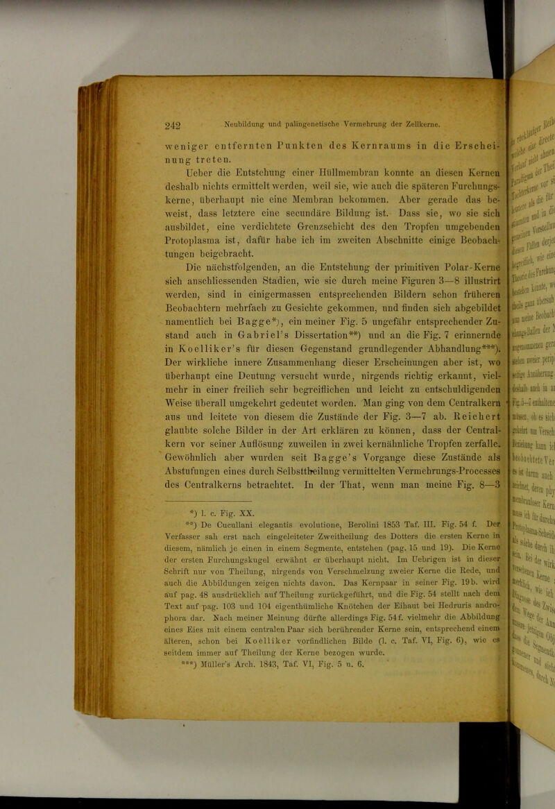 weniger entfernten Punkten des Kernraums in die Erschei-, nung treten. Ueber die Entstehung einer Hlillniembran konnte an diesen Kernen! deshalb nichts ermittelt werden, weil sie, wie auch die späteren Furchungs- kerne, überhaupt nie eine Membran bekommen. Aber gerade das be- weist, dass letztere eine secundäre Bildung ist. Dass sie, wo sie sich ausbildet, eine verdichtete Grenzschicht des den Tropfen umgebenden Protoplasma ist, dafür habe ich im zweiten Abschnitte einige Beobach- tungen beigebracht. Die nächstfolgenden, an die Entstehung der primitiven Polar-Kerne sich anschliessenden Stadien, wie sie durch meine Figuren 3—8 illustrirt werden, sind in einigermassen entsprechenden Bildern schon früheren Beobachtern mehrfach zu Gesichte gekommen, und finden sich abgebildet namentlich bei Bagge*), ein meiner Fig. 5 ungefähr entsprechender Zu-r stand auch in Gabriel’s Dissertation**) und an die Fig. 7 erinnernde - in Koelliker’s für diesen Gegenstand grundlegender Abhandlung***).- ' Der wirkliche innere Zusammenhang dieser Erscheinungen aber ist, wo überhaupt eine Deutung versucht wurde, nirgends richtig erkannt, vieb mehr in einer freilich sehr begreiflichen und leicht zu entschuldigenden Weise überall umgekehrt gedeutet worden. Man ging von dem Centralkern aus und leitete von diesem die Zustände der Fig. 3—7 ab. Reichert glaubte solche Bilder in der Art erklären zu können, dass der Central- kern vor seiner Auflösung zuweilen in zwei kernähnliche Tropfen zerfalle. \ Gewöhnlich aber wurden seit Bagge’s Vorgänge diese Zustände als Abstufungen eines durch Selbsttlreilung vermittelten Vermehrungs-Processes des Centralkerns betrachtet. In der That, wenn man meine Fig. 8—3 ibuefl Verl fjrja'r iiid I® VdSl*’ r^leD derjei ^1 eint fff 0 1® itinf 1 ttai'j-ßalko der ^ '0 1. c. Fig. XX. De Cucullani elegantis evolutione, Berolini 1853 Taf. III. Fig. 54 f. Der Verfasser sali erst nacli eingeleiteter Z-weitheiliing des Dotters die ersten Kerne in diesem, näralicli je einen in einem Segmente, entstehen (pag. 15 und 19). Die Kerne der ersten Furchungskugel er-wähnt er überhaupt nicht. Im IJebrigen ist in dieser Schrift nur von Theilung, nirgends von Verschmelzung zweier Kerne die Rede, und auch die Abbildungen zeigen nichts davon. Das Kernpaar in seiner Fig. 19 b. wird ^ auf pag. 48 ausdrücklich auf Theilung zurückgeführt, und die Fig. 54 stellt nach deiii^,; iclj Text auf pag. 103 und 104 eigenthümliche Knötchen der Eihaut bei Hedruris andre phora dar. Nach meiner Meinung düi-fte allerdings Fig. 54f. vielmehr die Abbildung eines Eies mit einem centralen Paar sich berührender Kerne sein, entsprechend einem älteren, schon bei Koelliker v.oründlichen Bilde (1. c. Taf. VI, Fig. 6), wie es seitdem immer auf Theilung der Kerne bezogen wurde. Müller’s Arch. 1843, Taf. VI, Fig. 5 u. 6. weier peripl jeitffi ADDäheiDjg aofli io ai Fi'.ä-ieotlialteDe B», ob es sich ftklirl OB! Verschi kann icl leobaebteteVer ^^lianiiii aocl ^^dercDphy *«®MoserKerl inis i