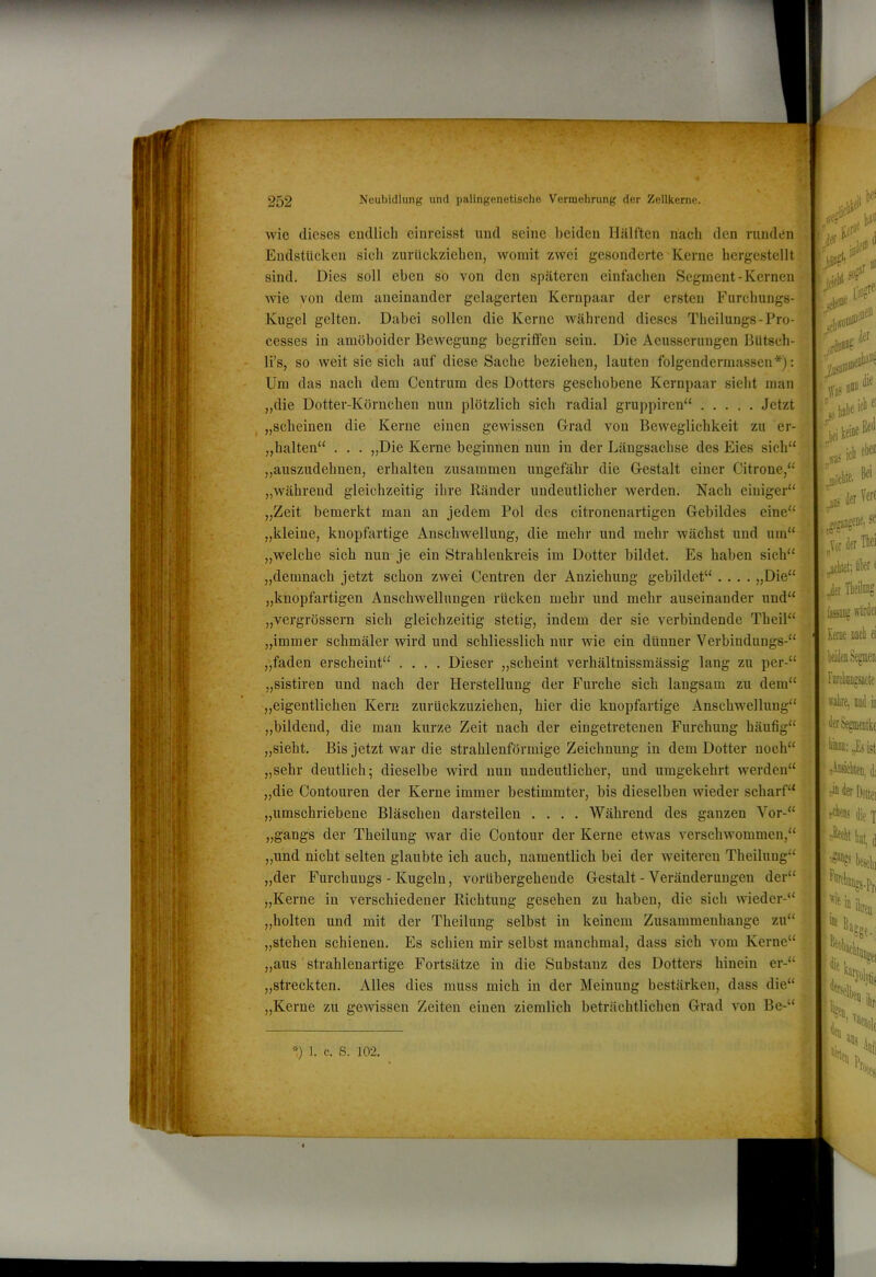 wie dieses endlich cinreisst und seine beiden Hälften nach den runden gftßf Endstücken sich zurückziehen, womit zwei gesonderte Kerne hcrgestellt' sind. Dies soll eben so von den späteren einfachen Segment-Kernen-^ wie von dem aneinander gelagerten Kernpaar der ersten Furchungs- Kugel gelten. Dabei sollen die Kerne während dieses Theilungs-Pro- cesses in amöboider Bewegung begriffen sein. Die Aeusseruugen Bütsch- § fjei' s # li’s, so weit sie sich auf diese Sache beziehen, lauten folgendermassen*): | Um das nach dem Centrum des Dotters geschobene Kernpaar sieht man.  die „die Dotter-Körnchen nun plötzlich sich radial gruppiren“ Jetzt ^ „scheinen die Kerne einen gewissen Grad von Beweglichkeit zu er- ,,halten‘' . . . „Die Kerne beginnen nun in der Längsachse des Eies sich“.-'j| u ^ „auszudehnen, erhalten zusammen ungefähr die Gestalt einer Citrone,‘ „während gleichzeitig ihre Ränder undeutlicher werden. Nach einiger“ „Zeit bemerkt man an jedem Pol des citronenartigen Gebildes eine“ .0 . ich eben der Ve« „kleine, knopfartige Anschwellung, die mehr und mehr wächst und um“*k- „welche sich nun je ein Strahlenkreis im Dotter bildet. Es haben sieh“^r-^'*^ —fi jfbtet; öber ( „demnach jetzt schon zwei Centren der Anziehung gebildet“ .... „Die“ l-- „knopfartigen Anschwellungen rücken mehr und mebr auseinander und“f- „vergrössern sich gleichzeitig stetig, indem der sie verbindende Theil“ „immer schmäler wird und schliesslich nur wie ein dünner Verbindungs-“ Kerne „faden erscheint“ .... Dieser „scheint verhältnissmässig lang zu per-“ „sistiren und nach der Herstellung der Furche sich langsam zu dem“ „eigentlichen Kern zurückzuziehen, hier die knopfartige Anschwellung“ „bildend, die man kurze Zeit nach der eingetretenen Furchung häutig“ ;-j vaiire, und ,sieht. Bis jetzt war die strahlenförmige Zeichuimg in dem Dotter noch“ „sehr deutlich; dieselbe wird nun undeutlicher, und umgekehrt werden“ „die Contouren der Kerne immer bestimmter, bis dieselben wieder scharf“ „umschriebene Bläschen darstellen .... Während des ganzen Vor-“ „gangs der Theilung war die Contour der Kerne etwas verschwommen,“ „und nicht selten glaubte icli auch, namentlich bei der weiteren Theilung“ „der Furchungs - Kugeln, vorübergehende Gestalt - Veränderungen der“ „Kerne in verschiedener Richtung gesehen zu haben, die sich wieder-“ „holten und mit der Theilung selbst in keinem Zusammenhänge zu“ - „stehen schienen. Es schien mir selbst manchmal, dass sich vom Kerne“ ; „aus strahlenartige Fortsätze in die Substanz des Dotters hinein er-“ „streckten. Alles dies muss mich in der Meinung bestärken, dass die“ '■ ti® te Döttei feßs die 1 bejcbi I- i wiri (Ü Da»» „Kerne zu gewissen Zeiten einen ziemlich beträchtlichen Grad von Be-“ >' ) 1. c. S. 102. 1