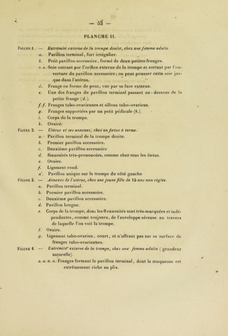PLANCHE IL Figure ! , — Extrémité externe de la trompe droite^ chez ane femme adulte. a. Pavillon terminal, fort irrégulier. b. Petit pavillon accessoire, formé de deux'petites'franges. O. O. Soie entrant par l’orifice externe de la trompe et sortant par r<ui- verture du pavillon accessoire; on peut pousser cette .soie jus- que dans l’utérus. d. Frange eu forme de pont, vue par sa face externe. e. Une des franges du pavillon terminal passant au-dessous de la petite frange (d.). f. f. Franges tubo-ovariennes et sillons tubo-ovariens. g. Franges supportées par un petit pédicule (A.), t. Corps de la trompe. k. Ovaire. Figure 2. — Utérus et ses annexes, chez un fœtus à terme. a. ' Pavillon terminal de la trompe droite. b. Premier pavillon accessoire. c. Deuxième pavillon accessoire d. Sinuosités très-prononcées, comme chez tous les fœtus. c. Ovaire. f. Ligament rond. a\ Pavillon unique sur la trompe du côté gauche Figure 3. — Annexes de l’utérus, chez une Jeune fille de ib ans non réglée. a. Pavillon terminal. b. Premier pavillon accessoire. c. Deuxième pavillon accessoire. d. Pavillon borgne. e. Corps de la trompe, dont les flexuosités sont très-marquées et indé- pendantes, comme toujours, de l’enveloppe séreuse au travers de laquelle l’on voit la trompe. /. Ovaire. g. Ligament tubo-ovarien , court, et n’offrant pas sur sa surface de franges tubo-ovariennes. Figure 4. — Extrémité'* externe de la trompe, chez une femme adulte ( grandeur naturelle). a. a. a. a. Franges formant le pavillon terminal, dont la muqueuse est extrêmement riche en plis.