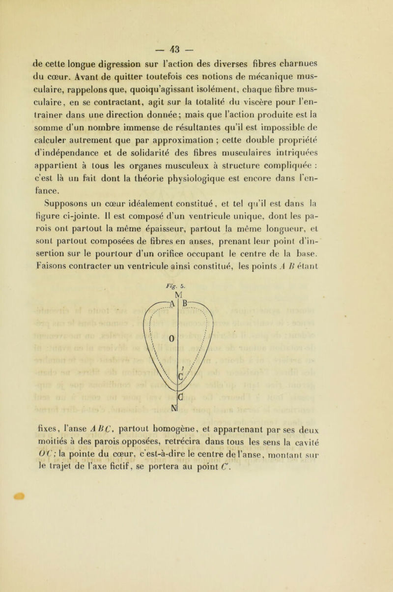 de cette longue digression sur l’action des diverses fibres charnues du cœur. Avant de quitter toutefois ces notions de mécanique mus- culaire, rappelons que, quoiqu’agissant isolément, chaque fibre mus- culaire, en se contractant, agit sur la totalité du viscère pour l’en- traîner dans une direction donnée; mais que l’action produite est la somme d’un nombre immense de résultantes qu’il est impossible de calculer autrement que par approximation ; cette double propriété d’indépendance et de solidarité des fibres musculaires intriquées appartient à tous les organes musculeux à structure compliquée : c’est là un fait dont la théorie physiologique est encore dans l'en- fance. Supposons un cœur idéalement constitué, et tel qu’il est dans la figure ci-jointe. Il est composé d’un ventricule unique, dont les pa- rois ont partout la même épaisseur, partout la même longueur, et sont partout composées de fibres en anses, prenant leur point d’in- sertion sur le pourtour d’un orifice occupant le centre de la base. Faisons contracter un ventricule ainsi constitué, les points A H étant Fig. 5. M fixes, l’anse AUC, partout homogène, et appartenant par ses deux moitiés à des parois opposées, rétrécira dans tous les sens la cavité OC; la pointe du cœur, c'est-à-dire le centre de l’anse, montant sur le trajet de l’axe fictif, se portera au point C.