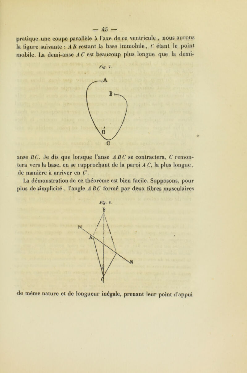 pratique une coupe parallèle à l’axe de ce ventricule , nous aurons la ligure suivante : A B restant la base immobile, C étant le point mobile. La demi-anse A C est beaucoup plus longue que la demi- Fig. 7. anse BC. Je dis que lorsque l’anse ABC se contractera, C remon- tera vers la base, en se rapprochant de la paroi A C, la plus longue, de manière à arriver en C. La démonstration de ce théorème est bien facile. Supposons, pour- plus de simplicité, l’angle ABC formé par deux fibres musculaires Fig. 8. « de même nature et de longueur inégale, prenant leur point d’appui