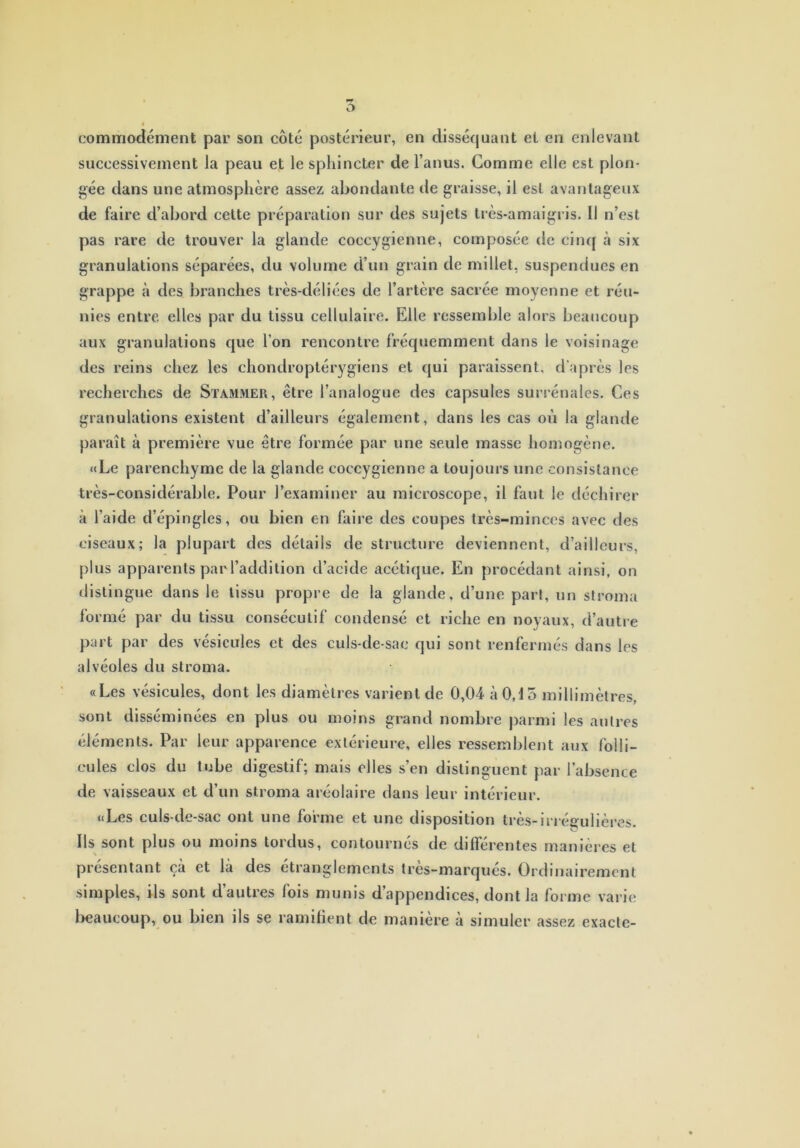 O commodément par son côté postérieur, en disséquant et en enlevant successivement la peau et le sphincter de l’anus. Comme elle est plon- gée dans une atmosphère assez abondante de graisse, il est avantageux de faire d’abord cette préparation sur des sujets très-amaigris. 11 n’est pas rare de trouver la glande coccygienne, composée de cinq à six granulations séparées, du volume d’un grain de millet, suspendues en grappe à des branches très-déliées de l’artère sacrée moyenne et réu- nies entre elles par du tissu cellulaire. Elle ressemble alors beaucoup aux granulations que l’on rencontre fréquemment dans le voisinage des reins chez les chondroptérygiens et qui paraissent, d’après les recherches de Stammer, être l’analogue des capsules surrénales. Ces granulations existent d’ailleurs également, dans les cas où la glande paraît à première vue être formée par une seule masse homogène. «Le parenchyme de la glande coccygienne a toujours une consistance très-considérable. Pour l’examiner au microscope, il faut le déchirer à l’aide d’épingles, ou bien en faire des coupes très-minces avec des ciseaux; la plupart des détails de structure deviennent, d’ailleurs, plus apparents par l’addition d’acide acétique. En procédant ainsi, on distingue dans le tissu propre de la glande, d’une part, un stroma formé par du tissu consécutif condensé et riche en noyaux, d’autre part par des vésicules et des culs-de-sac qui sont renfermés dans les alvéoles du stroma. «Les vésicules, dont les diamètres varient de 0,04 à 0,15 millimètres, sont disséminées en plus ou moins grand nombre parmi les autres éléments. Par leur apparence extérieure, elles ressemblent aux folli- cules clos du tube digestif; mais elles s’en distinguent par l’absence de vaisseaux et d’un stroma aréolaire dans leur intérieur. «Les culs-de-sac ont une forme et une disposition très-irrégulières. Ils sont plus ou moins tordus, contournés de différentes manières et présentant çà et là des étranglements très-marqués. Ordinairement simples, ils sont d’autres fois munis d’appendices, dont la forme varie beaucoup, ou bien ils se ramifient de manière à simuler assez exacte-