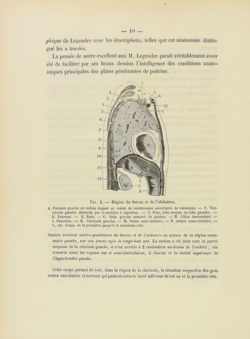 phique de Legendre avec les descriptions, telles que cet anatomiste distin- gué les a tracées. La pensée de notre excellent ami M. Legendre paraît véritablement avoir été de faciliter par ses beaux dessins l’intelligence des conditions anato- miques principales des plaies pénétrantes de poitrine. 2 5 4 5 6 n 10 11 12 Fig. 2. — Région du thorax et de l’abdomen. A. Poumon gauche au milieu duquel se voient de nombreuses ouvertures de vaisseaux. — F. Ven- tricule gauche distendu par la matière à injection. — C. Foie, lobe moyen ou lobe gauche. — D. Estomac. — E. Rate. — G. Rein gauche entouré de graisse. — H. Côlon descendant. — I. Pancréas. — K. Clavicule gauche. — M. Veine sous-clavière. — N. Artère sous-clavière. — 1, etc. Coupe de la première jusqu’à la douzième côte. Section verticale antéro-postérieure du thorax et de l'abdomen au niveau de la région mam- maire gauche, sur une femme âgée de vingt-huit ans. La section a été faite vers la partie moyenne de la clavicule gauche, et s'est arrêtée à 2 centimètres au-dessus de l'ombilic ; elle traverse ainsi les régions sus et sous-claviculaires, le thorax et la moitié supérieure de l'hypochondre gauche. Cette coupe permet de voir, dans la région de la clavicule, la situation respective des gros troncs vasculaires etnerveux qui passent entre le bord inférieur de cet os et la première côte.