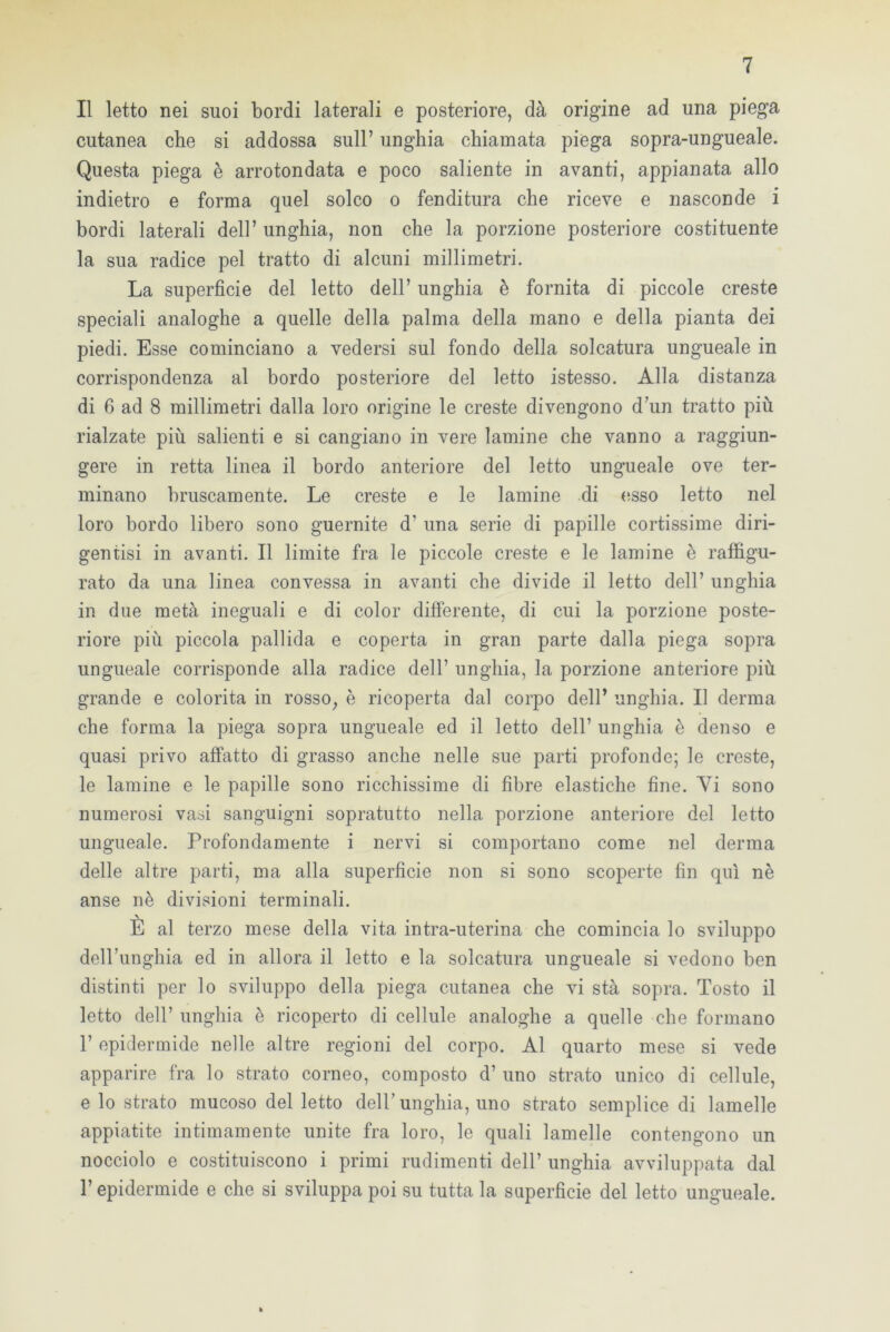 Il letto nei suoi bordi laterali e posteriore, dà origine ad una piega cutanea che si addossa sull’ unghia chiamata pièga sopra-ungueale. Questa piega è arrotondata e poco saliente in avanti, appianata allo indietro e forma quel solco o fenditura che riceve e nasconde i bordi laterali dell’ unghia, non che la porzione posteriore costituente la sua radice pel tratto di alcuni millimetri. La superficie del letto dell’ unghia è fornita di piccole creste speciali analoghe a quelle della palma della mano e della pianta dei piedi. Esse cominciano a vedersi sul fondo della solcatura ungueale in corrispondenza al bordo posteriore del letto istesso. Alla distanza di 6 ad 8 millimetri dalla loro origine le creste divengono d’un tratto più rialzate più salienti e si cangiano in vere lamine che vanno a raggiun- gere in retta linea il bordo anteriore del letto ungueale ove ter- minano bruscamente. Le creste e le lamine di esso letto nel loro bordo libero sono guernite d’ una serie di papille cortissime diri- gentisi in avanti. Il limite fra le piccole creste e le lamine è raffigu- rato da una linea convessa in avanti che divide il letto dell’ unghia in due metà ineguali e di color differente, di cui la porzione poste- riore più piccola pallida e coperta in gran parte dalla piega sopra ungueale corrisponde alla radice dell’ unghia, la porzione anteriore più grande e colorita in rosso, è ricoperta dal corpo dell’ unghia. Il derma che forma la piega sopra ungueale ed il letto dell’ unghia è denso e quasi privo affatto di grasso anche nelle sue parti profonde; le creste, le lamine e le papille sono ricchissime di fibre elastiche fine. Vi sono numerosi vasi sanguigni sopratutto nella porzione anteriore del letto ungueale. Profondamente i nervi si comportano come nel derma delle altre parti, ma alla superficie non si sono scoperte fin qui nè anse nè divisioni terminali. È al terzo mese della vita intra-uterina che comincia lo sviluppo dell’unghia ed in allora il letto e la solcatura ungueale si vedono ben distinti per lo sviluppo della piega cutanea che vi stà sopra. Tosto il letto dell’ unghia è ricoperto di cellule analoghe a quelle che formano F epidermide nelle altre regioni del corpo. Al quarto mese si vede apparire fra lo strato corneo, composto d’ uno strato unico di cellule, e lo strato mucoso del letto dell’unghia, uno strato semplice di lamelle appiatite intimamente unite fra loro, le quali lamelle contengono un nocciolo e costituiscono i primi rudimenti dell’ unghia avviluppata dal l’epidermide e che si sviluppa poi su tutta la superficie del letto ungueale.
