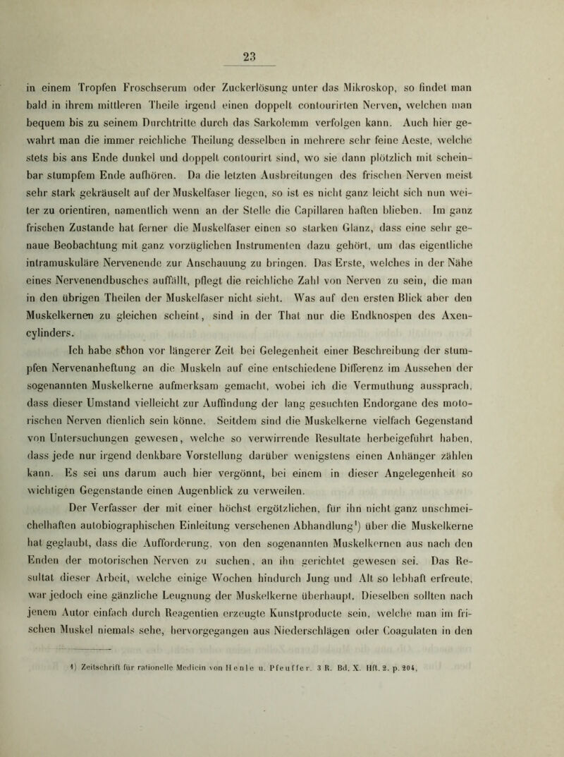 in einem Tropfen Froschserum oder Zuckerlösung unter das Mikroskop, so findet man bald in ihrem mittleren Theile irgend einen doppelt contourirlen Nerven, welchen man bequem bis zu seinem Durchtritte durch das Sarkolemm verfolgen kann. Auch hier ge- wahrt man die immer reichliche Theilung desselben in mehrere sehr feine Aeste, welche stets bis ans Ende dunkel und doppelt contourirt sind, wo sie dann plötzlich mit schein- bar stumpfem Ende aufhören. Da die letzten Ausbreitungen des frischen Nerven meist sehr stark gekräuselt auf der Muskelfaser liegen, so ist es nicht ganz leicht sich nun wei- ter zu orientiren, namentlich wenn an der Stelle die Capillaren haften blieben. Im ganz frischen Zustande hat ferner die Muskelfaser einen so starken Glanz, dass eine sehr ge- naue Beobachtung mit ganz vorzüglichen Instrumenten dazu gehört, um das eigentliche intramuskuläre Nervenende zur Anschauung zu bringen. Das Erste, vvelches in der Nähe eines Nervenendbusches auffällt, pflegt die reichliche Zahl von Nerven zu sein, die man in den übrigen Theilen der Muskelfaser nicht sieht. Was auf den ersten Blick aber den Muskelkernen zu gleichen scheint, sind in der That nur die Endknospen des Axen- cylinders. Ich habe sChon vor längerer Zeit bei Gelegenheit einer Beschreibung der stum- pfen Nervenanheftung an die Muskeln auf eine entschiedene Differenz im Aussehen der sogenannten Muskelkerne aufmerksam gemacht, wobei ich die Vermuthung aussprach, dass dieser Umstand vielleicht zur Auffindung der lang gesuchten Endorgane des moto- rischen Nerven dienlich sein könne. Seitdem sind die Muskelkerne vielfach Gegenstand von Untersuchungen gewesen, welche so verwirrende Resultate herbeigeführt haben, dass jede nur irgend denkbare Vorstellung darüber wenigstens einen Anhänger zählen kann. Es sei uns darum auch hier vergönnt, bei einem in dieser Angelegenheit so wichtigen Gegenstände einen Augenblick zu verweilen. Der Verfasser der mit einer höchst ergötzlichen, für ihn nicht ganz unschmei- chelhaften autobiographischen Einleitung versehenen Abhandlung') über die Muskelkerne hat geglaubt, dass die Aufforderung, von den sogenannten Muskelkernen aus nach den Enden der motorischen Nerven zu suchen, an ihn gerichtet gewesen sei. Das Re- sultat dieser Arbeit, welche einige Wochen hindurch Jung und Alt so lebhaft erfreute, war jedoch eine gänzliche Leugnung der Muskelkerne überhaupt. Dieselben sollten nach jenem Autor einfach durch Reagentien erzeugte Kunstproducte sein, welche man im fri- schen Muskel niemals sehe, hervorgegangen aus Niederschlägen oder Coagulaten in den 1) Zeitschrift für rationelle Meclicin von II e n 1 e u. Pfeuffer. 3 R. Bd. X. Hft.2.p.204,