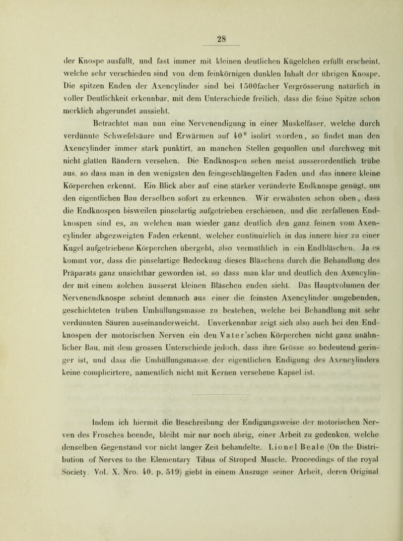 der Knospe ausfüllt, und fast immer mit kleinen deutlichen Kügelchen erfüllt erscheint, welche sehr verschieden sind von dem feinkörnigen dunklen Inhalt der übrigen Knospe. Die spitzen Enden der Axencylinder sind bei löOOfacher Vergrösserung natürlich in voller Deutlichkeit erkennbar, mit dem Unterschiede freilich, dass die feine Spitze schon merklich abgerundet aussieht. Betrachtet man nun eine Nervenendigung in einer Muskelfaser, welche durch verdünnte Schwefelsäure und Erwärmen auf 40” isolirt worden, so findet man den Axencylinder immer stark punktirt, an manchen Stellen gequollen und durchweg mit nicht glatten Bändern versehen. Die Endknospen sehen meist ausseiordentlicli trübe aus, so dass man in den wenigsten den feingeschlängellen Faden und das innere kleine Körperchen erkennt. Ein Blick abei- auf eine stärker veränderte Endknospe genügt, um den eigentlichen Bau derselben sofort zu erkennen. Wir erwähnten schon oben , dass die Endknospen bisweilen pinselartig aufgetrieben erschienen, und die zerfallenen End- knospen sind es, an welchen man wieder ganz deutlich den ganz feinen vom Axen- cylinder abgezweigten Faden erkennt, welcher continuirlich in das innere hier zu einer Kugel aufgetriebene Körperchen übeigelit, also vermuthlich in ein Endbläschen. Ja es kommt vor, dass die pinselartige Bedeckung dieses Bläschens durch die Behandlung des Präparats ganz unsichtbar geworden ist, so dass man klar und deutlich den Axencylin- der mit einem solchen äusserst kleinen Bläschen enden sieht. Das Hauptvolumen der Nervenendknospe scheint demnach aus einer die feinsten Axencylinder umgebenden, geschichteten trüben Umhüllungsmasse zu bestehen, welche bei Behandlung mit sehr verdünnten Säuren auseinanderweicht. Unverkennbar zeigt sich also auch bei den End- knospen der motorischen Nerven ein den Va te r’schen Körperchen nicht ganz unähn- licher Bau, mit dem grossen Unterschiede jedoch, dass ihre Grösse so bedeutend gerin- ger ist, und dass die Umhüllungsmasse der eigentlichen Endigung des Axencylinders keine complicirtere, namentlich nicht mit Kernen versehene Ka[)sel ist. Indem ich hiermit die Beschreibung der Endigungsweise der motorischen Ner- ven des Frosches beende, bleibt mir nur noch übrig, einer Arbeit zu gedenken, welche denselben Gegenstand vor nicht langer Zeit behandelte. Lionel Beale (On the Distri- bution of Nerves lo the Elementary Tibus of Stroped Muscle. Proceedings of the royal Society. Vol. X. Nro. 40. p. SIO) giebt in einem Auszuge seiner Arbeit, deren Original