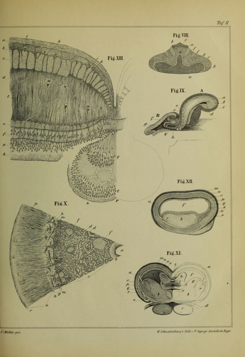 Tafll H.Schnakeriburg's lithe ■ & iy/zegi- Anetalt in Riga. r~ FiiXH FigXm Fifi.vm. C. Müller gcx