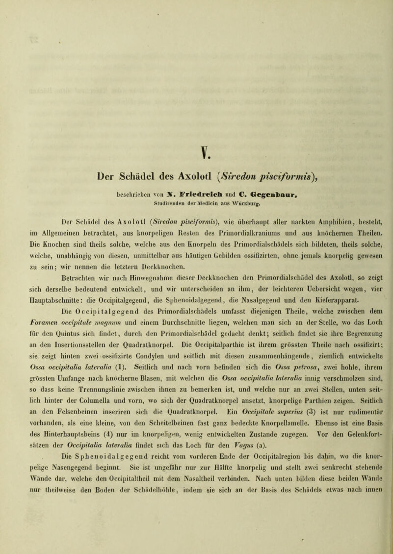 V, Der Schädel des Axolotl (Siredon pisciformis), beschrieben von W. Friedreich und €5. Gegenbaur, Sludirenden der Medicin aus Würzburg. Der Schädel des Axolotl (Siredon pisciformis), wie überhaupt aller nackten Amphibien, besteht, im Allgemeinen betrachtet, aus knorpeligen Resten des Primordialkraniums und aus knöchernen Theilen. Die Knochen sind theils solche, welche aus den Knorpeln des Primordialschädels sich bildeten, theils solche, welche, unabhängig von diesen, unmittelbar aus häutigen Gebilden ossißzirten, ohne jemals knorpelig gewesen zu sein; wir nennen die letztem Deckknochen. Betrachten wir nach Hinwegnahme dieser Deckknochen den Primordialschädel des Axolotl, so zeigt sich derselbe bedeutend entwickelt, und wir unterscheiden an ihm, der leichteren Uebersicht wegen, vier Hauptabschnitte: die Occipitalgegend, die Sphenoidalgegend, die Nasalgegend und den Kieferapparat. Die Occipitalgegend des Primordialschädels umfasst diejenigen Theile, welche zwischen dem Foramen occipitule magnum und einem Durchschnitte liegen, welchen man sich an der Stelle, wo das Loch für den Quintus sich findet, durch den Primordialschädel gedacht denkt; seitlich findet sie ihre Begrenzung an den Inserlionsstellen der Quadralknorpel. Die Occipitalparthie ist ihrem grössten Theile nach ossifizirt; sie zeigt hinten zwei ossifizirte Condylen und seitlich mit diesen zusammenhängende, ziemlich entwickelte Ossa occipitalia lateralia (1). Seitlich und nach vorn befinden sich die Ossa prtrosa, zwei hohle, ihrem grössten Umfange nach knöcherne Blasen, mit welchen die Ossa occipitalia lateralia innig verschmolzen sind, so dass keine Trennungslinie zwischen ihnen zu bemerken ist, und welche nur an zwei Stellen, unten seit- lich hinter der Columella und vorn, wo sich der Quadratknorpel ansetzt, knorpelige Parthien zeigen. Seitlich an den Felsenbeinen inseriren sich die Quadratknorpel. Ein Occipitale superius (3) ist nur rudimentär vorhanden, als eine kleine, von den Scheitelbeinen fast ganz bedeckte Knorpellamelle. Ebenso ist eine Basis des Hinterhauptsbeins (4) nur im knorpeligen, wenig entwickelten Zustande zugegen. Vor den Gelenkfort- sälzen der Occipitalia lateralia findet sich das Loch für den Vagus (a). Die Sphenoidalgegend reicht vom vorderen Ende der Occipitalregion bis dahin, wo die knor- pelige Nasengegend beginnt. Sie ist ungefähr nur zur Hälfte knorpelig und stellt zwei senkrecht stehende Wände dar, welche den Occipitaltheil mit dem Nasallheil verbinden. Nach unten bilden diese beiden Wände nur theihveise den Boden der Schädelhöhle, indem sie sieb an der Basis des Schädels etwas nach innen