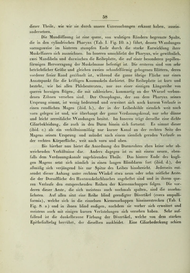dieser Theile, wie wir sie durch unsere Untersuchungen erkannt haben, ausein- andersetzen. Die Mundöffnung ist eine quere, von wulstigen Rändern begrenzte Spalte, die in den cylindrischen Pharynx (Tab. I. Fig. 10. a.) führt, dessen Wandungen vorzugsweise im hinteren stumpfen Ende durch die starke Entwicklung ihrer Muskelfasern sich auszeichnen. Im Inneren umschliefst der Pharynx, wie gewöhnlich, zwei Mandibeln und dazwischen die Reibeplatte, die auf einer besonderen papillen- förmigen Hervorragung der Muskelmasse befestigt ist. Die ersteren sind von sehr beträchtlicher Gröfse und gleichen zweien schaufelförmig gebogenen Blättern, deren vorderer freier Rand gezähnelt ist, während die ganze übrige Fläche nur einen Ansatzpunkt für die kräftigen Kaumuskeln darbietet. Die Reibeplatte ist kurz und besteht, wie bei allen Phlebenteraten, nur aus einer einzigen Längsreihe von queren hornigen Bögen, die mit zahlreichen, kammartig an der Wurzel verbun- denen Zähnen versehen sind. Der Oesophagus, der aus dem Pharynx seinen Ursprung nimmt, ist wenig bedeutend und erweitert sich nach kurzem Verlaufe ln einen rundlichen Magen (ibid. b.), der ln der Leibeshöhle ziemlich weit nach vorn gelegen ist und, wie überhaupt der ganze Verdauungskanal, nur sehr dünne und leicht zerrelfsliche Wandungen besitzt. Im Inneren trägt derselbe eine dichte Clllarbekleldung, die auch in den Darm hinein sich fortsetzt. Es nimmt dieser (ibid. c.) als ein verhältnlssmäfslg nur kurzer Kanal an der rechten Seite des Magens seinen Ursprung und mündet nach einem ziemlich geraden Verlaufe an der rechten Körperfläche, weit nach vorn und oben. Bis hierher nun bietet die Anordnung des Darmrohres eben keine sehr ab- weichenden Verhältnisse dar. Anders dagegen ist es mit einem neuen, eben- falls dem Verdauungskanale zugehörenden Theile. Das hintere Ende des kugli- gen Magens setzt sich nämlich ln einen langen Blinddarm fort (ibid. d.), der allmälig sich verjüngend bis zur Spitze des Leibes hinabreicht. Jederseils ent- sendet dieser Anhang unter rechtem Winkel etwa neun oder zehn seitliche Aestei die der Dorsalfläche des Ilautmuskelschlauches angeheftet sind und ln ihrem que- ren Verlaufe den entsprechenden Reihen der Kiemenschuppen folgen. Die vor- deren dieser Aeste, die sich meistens auch nochmals spalten, sind die ansehn- lichsten. Auf allen sitzt eine Reihe blind geendigter Divertikel (coeca ampulli- formia), welche sich in die einzelnen Kiemenschuppen hineinerstrecken (Tab. I. Fig. 8- a.) und in ihnen blind endigen, nachdem sie vorher sich erweitert und meistens auch mit einigen kurzen Verästelungen sich versehen haben. Sehr auf- fallend ist die dunkelbraune Färbung der Divertikel, welche von dem starken Epithelialbelag herrührt, der dieselben auskleidet. Eine Ciliarbedeckung schien