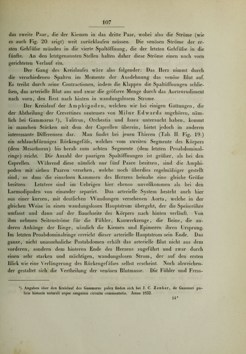 das zweite Paar, die der Kiemen in das dritte Paar, wobei also die Ströme (wie es auch Fig. 20. zeigt) weit zurücklaufen müssen. Die venösen Ströme der er- sten Gehfüfse münden ln die vierte Spaltöffnung, die der letzten Gelifüfse ln die fünfte. An den letztgenannten Stellen halten daher diese Ströme einen nach vorn gerichteten Verlauf ein. Der Gang des Kreislaufes wäre also folgender: Das Herz nimmt durch die verschiedenen Spalten im Momente der Ausdehnung das venöse Blut auf. Es treibt durch seine Contractloneii, Indern die Klappen die Spaltöffnungen schlle- fsen, das arterielle Blut aus und zwar die gröfsere Menge durch das Aortenrudiment nach vorn, den Rest nach hinten in wandungslosem Strome. Der Kreislauf der Amphlpoden, welchen wir hei einigen Gattungen, die der Abtheilung der Crevettlnes sauteuses von Milne Edwards angehöreii, näm- lich bei Gammarus ^), Talltrus, Orchestia und Isaea- untersucht haben, kommt in manchen Stücken mit dem der Caprellen i’iherein, bietet jedoch ln anderen Interessante Differenzen dar. Man findet bei jenen Thleren (Tab. II. Fig. 19.) ein schlauchförmiges Rückengefäfs, welches vom zweiten Segmente des Körpers (dem Mesothorax) bis herab zum achten Segmente (dem letzten Proabdominal- ringe) reicht. Die Anzahl der paarigen Spaltöffnungen ist gröfser, als bei den Caprellen. Während diese nändlch nur fünf Paare besitzen, sind die Amphl- poden mit sieben Paaren versehen, welche noch überdies regelmäfslger gestellt sind, so dass die einzelnen Kammern des Herzens beinahe eine gleiche Gröfse besitzen. Letztere sind im Uebrlgen hier ebenso unvollkommen als bei den Laemodipoden von einander separlrt. Das arterielle System besteht auch hier aus einer kurzen, mit deutlichen Wandungen versehenen Aorta, welche in der gleichen Welse ln einen wandungslosen Hauptstrom übergeht, der die Speiseröhre umfasst und dann auf der Bauchseite des Körpers nach hinten verläuft. Von ihm nehmen Seltenströme für die Fühler, Kauwerkzeuge, die Beine, die an- deren Anhänge der Ringe, nämlich die Kiemen und Epimeren ihren Ursprung. Im letzten Proabdominalringe erreicht dieser arterielle Hauptstrom sein Ende. Das ganze, nicht unansehnliche Postabdomen erhält das arterielle Blut nicht aus dem vorderen, sondern dem hinteren Ende des Herzens zugeführt und zwar durch einen sehr starken und mächtigen, wandungslosen Strom, der auf den ersten Blick wie eine Verlängerung des Rückengefäfses selbst erscheint. Noch abweichen- der gestaltet sich die V^ertheilung der venösen Blutmasse. Die Fühler und Fress- ‘). Angaben über den Kreislauf des Gammarus pulex finden sich bei J. C. Zenker, de Gainmari pu- licis historia naturali atque sanguinis circuitu commentatio. Jenae 1832. 14*