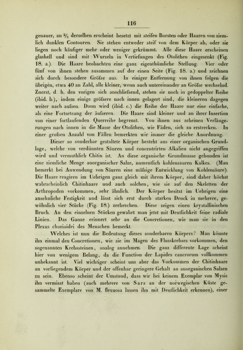 genauer, an % derselben erscheint besetzt mit steifen Borsten oder Haaren von ziem- lich dunklen Contouren. Sie stehen entweder steif von dem Körper ab, oder sie liegen noch häufiger mehr oder weniger gekrümmt. Alle diese Haare erscheinen glashell und sind mit Wurzeln in Vertiefungen des Otolithen eingesenkt (Flg. 18. a.). Die Haare beobachten eine ganz elgenthümllche Stellung. Vier oder fünf von ihnen stehen zusammen auf der einen Seite (Flg. 18. a.) und zeichnen sich durch besondere Gröfse aus. In einiger Entfernung von ihnen folgen die übrigen, etwa 40 an Zahl, alle kleiner, wenn auch untereinander an Gröfse wechselnd. Zuerst, d. b, den vorigen sich anschllefsend, stehen sie noch in gedoppelter Reihe (ibld. h.), indem einige gröfsere nach Innen gelagert sind, die kleineren dagegen weiter nach aufsen. Dann wird (ibld. c.) die Reihe der Haare nur eine einfache, als eine Fortsetzung der äufseren. Die Haare sind kleiner und an ihrer Insertion von einer fortlaufenden Querreihe begrenzt. Von ihnen aus scheinen Verlänge- rungen nach innen ln die Masse der Otolithen, wie Fäden, sich zu erstrecken. In einer grofsen Anzahl von Fällen bemerkten wir immer die gleiche Anordnung. Dieser so sonderbar gestaltete Körper besteht aus einer organischen Grund- lage, welche von verdünnten Säuren und concentrirten Alkalien nicht angegriffen wird und vermuthllch Chitin Ist. An diese organische Grundmasse gebunden Ist eine ziemliche Menge anorganischer Salze, namentlich kohlensauren Kalkes. (Man bemerkt bei Anwendung von Säuren eine mäfsige Entwicklung von Kohlensäure). Die Haare reagiren Im Uehrigen ganz gleich mit ihrem Körper, sind daher höchst wahrscheinlich Chitinhaare und auch solchen, wie sie auf den Skeletten der Arthropoden Vorkommen, sehr ähnlich. Der Körper besitzt im Uehrigen eine ansehnliche Festigkeit und lässt sich erst durch starken Druck ln mehrere, ge- wöhnlich vier Stücke (Flg. 18.) zerbrechen. Diese zeigen einen krystallinischen Bruch. An den einzelnen Stücken gewahrt man jetzt mit Deutlichkeit feine radiale Linien. Das Ganze erinnert sehr an die Concretlonen, wie man sie in den Plexus chorloldel des Menschen bemerkt. Welches ist nun die Bedeutung dieses sonderbaren Körpers? Man könnte ihn einmal den Concretlonen, wie sie Im Magen des Flusskrebses Vorkommen, den sogenannten Krehsstelnen, analog annehmen. Die ganz differente Lage scheint hier von wenigem Belang, da die Function der Lapldes cancrorum vollkommen unbekannt Ist. Viel wichtiger scheint uns aber das Vorkommen der Chitinhaare an vorliegendem Körper und der offenbar geringere Gehalt an anorganischen Salzen zu sein. Ebenso scheint der Umstand, dass wir hei keinem Exemplar von Mysls Ihn vermisst haben (auch mehrere von Sars an der norwegischen Küste ge- sammelte Exemplare von M. flexuosa lassen Ihn mit Deutlichkeit erkennen), einer