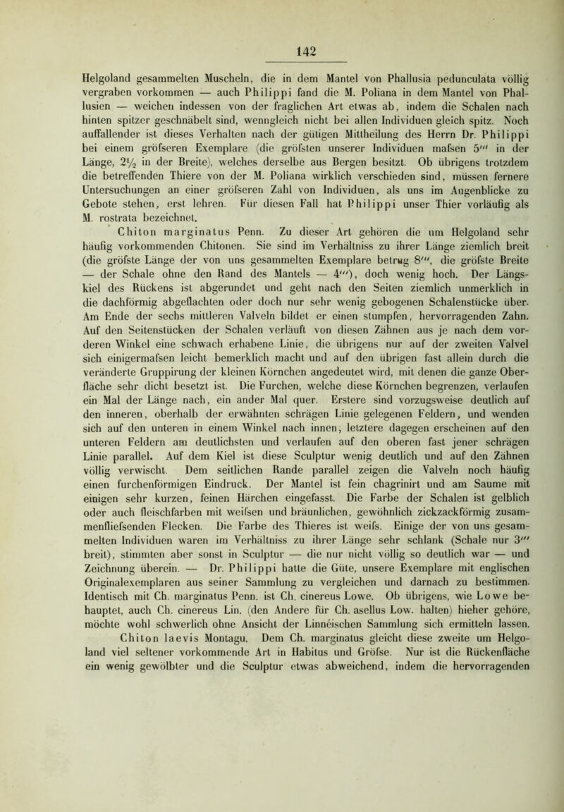 Helgoland gesammelten Muscheln, die in dem Mantel von Phallusia pedunculata völlig vergraben Vorkommen — auch Philippi fand die M. Poliana in dem Mantel von Phal- lusien — weichen indessen von der fraglichen Art etwas ab, indem die Schalen nach hinten spitzer geschnäbelt sind, wenngleich nicht bei allen Individuen gleich spitz. Noch auffallender ist dieses Verhalten nach der gütigen Mittheilung des Herrn Dr. Philippi bei einem gröfscren Exemplare (die gröfsten unserer Individuen mafsen 5' in der Länge, 2% hi der Breite), welches derselbe aus Bergen besitzt. Ob übrigens trotzdem die betreffenden Thiere von der M. Poliana wirklich verschieden sind, müssen fernere Untersuchungen an einer gröfseren Zahl von Individuen, als uns im Augenblicke zu Gebote stehen, erst lehren. Für diesen Fall hat Philippi unser Thier vorläufig als M. rostrata bezeichnet. Chiton marginatus Penn. Zu dieser Art gehören die um Helgoland sehr häufig vorkommenden Chitonen. Sie sind im Verhältniss zu ihrer Länge ziemlich breit (die gröfste Länge der von uns gesammelten Exemplare betrug 8', die gröfste Breite — der Schale ohne den Rand des Mantels — 4')i doch wenig hoch. Der Längs- kiel des Rückens ist abgerundet und geht nach den Seiten ziemlich unmerklich in die dachförmig abgeflachten oder doch nur sehr wenig gebogenen Schalenstiicke über. Am Ende der sechs mittleren Valveln bildet er einen stumpfen, hervorragenden Zahn. Auf den Seitenstücken der Schalen verläuft von diesen Zähnen aus je nach dem vor- deren Winkel eine schwach erhabene Linie, die übrigens nur auf der zweiten Valvel sich einigermafsen leicht beraerklich macht und auf den übrigen fast allein durch die veränderte Gruppirung der kleinen Körnchen angedeutet wird, mit denen die ganze Ober- fläche sehr dicht besetzt ist. Die Furchen, welche diese Körnchen begrenzen, verlaufen ein Mal der Länge nach, ein ander Mal quer. Erstere sind vorzugsweise deutlich auf den inneren, oberhalb der erwähnten schrägen Linie gelegenen Feldern, und wenden sich auf den unteren in einem Winkel nach innen; letztere dagegen erscheinen auf den unteren Feldern am deutlichsten und verlaufen auf den oberen fast jener schrägen Linie parallel. Auf dem Kiel ist diese Sculptur wenig deutlich und auf den Zähnen völlig verwischt. Dem seitlichen Rande parallel zeigen die Valveln noch häufig einen furchenförmigen Eindruck. Der Mantel ist fein chagrinirt und am Saume mit einigen sehr kurzen, feinen Härchen eingefasst. Die Farbe der Schalen ist gelblich oder auch fleischfarben mit weifsen und bräunlichen, gewöhnlich zickzack förmig zusam- menfliefsenden Flecken. Die Farbe des Thieres ist weifs. Einige der von uns gesam- melten Individuen waren im Verhältniss zu ihrer Länge sehr schlank (Schale nur 3' breit), stimmten aber sonst in Sculptur — die nur nicht völlig so deutlich war — und Zeichnung überein. — Dr. Philippi hatte die Güte, unsere Exemplare mit englischen Originalexemplaren aus seiner Sammlung zu vergleichen und darnach zu bestimmen. Identisch mit Ch. marginatus Penn, ist Ch. cinereus Lowe. Ob übrigens, wie Lowe be- hauptet, auch Ch. cinereus Lin. (den Andere für Ch. asellus Low. halten) hieher gehöre, möchte wohl schwerlich ohne Ansicht der Linneischen Sammlung sich ermitteln lassen. Chiton laevis Montagu. Dem Ch. marginatus gleicht diese zweite um Helgo- land viel seltener vorkommende Art in Habitus und Gröfse. Nur ist die Rückenfläche ein wenig gewölbter und die Sculptur etwas abweichend, indem die hervorragenden