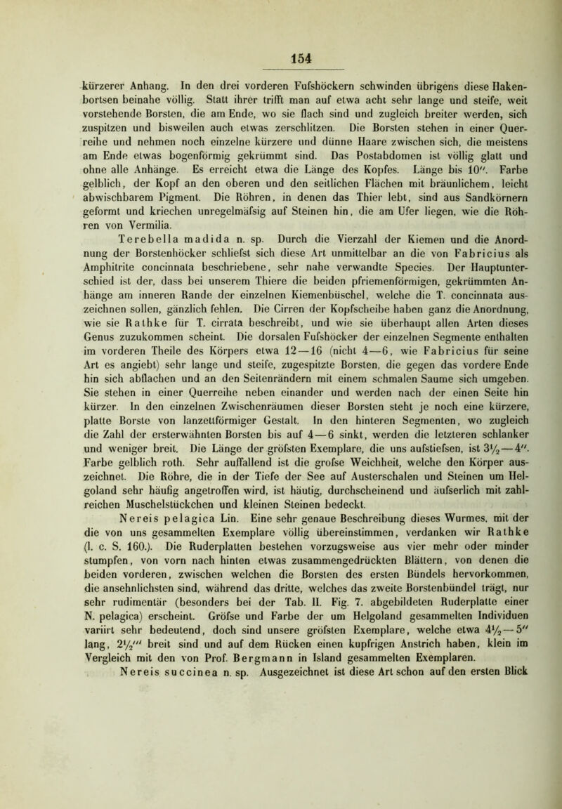kürzerer Anhang. In den drei vorderen Fufshöckern schwinden übrigens diese Haken- bortsen beinahe völlig. Statt ihrer trifft man auf etwa acht sehr lange und steife, weit vorstehende Borsten, die am Ende, wo sie flach sind und zugleich breiter werden, sich zuspitzen und bisweilen auch etwas zerschlitzen. Die Borsten stehen in einer Quer- reihe und nehmen noch einzelne kürzere und dünne Haare zwischen sich, die meistens am Ende etwas bogenförmig gekrümmt sind. Das Postabdomen ist völlig glatt und ohne alle Anhänge. Es erreicht etwa die Länge des Kopfes. Länge bis 10''. Farbe gelblich, der Kopf an den oberen und den seitlichen Flächen mit bräunlichem, leicht ' abwischbarem Pigment. Die Röhren, in denen das Thier lebt, sind aus Sandkörnern geformt und kriechen unregelmäfsig auf Steinen hin, die am U.^er liegen, wie die Röh- ren von Vermilia. Terebella madida n. sp. Durch die Vierzahl der Kiemen und die Anord- nung der Borstenhöcker schliefst sich diese Art unmittelbar an die von Fabricius als Amphitrite concinnata beschriebene, sehr nahe verwandte Species. Der Hauplunter- schied ist der, dass bei unserem Thiere die beiden pfriemenförmigen, gekrümmten An- hänge am inneren Rande der einzelnen Kiemenbüschel, welche die T. concinnata aus- zeichnen sollen, gänzlich fehlen. Die Cirren der Kopfscheibe haben ganz die Anordnung, wie sie Rathke für T. cirrata beschreibt, und wie sie überhaupt allen Arten dieses Genus zuzukommen scheint. Die dorsalen Fufshöcker der einzelnen Segmente enthalten ira vorderen Theile des Körpers etwa 12 —16 (nicht 4—6, wie Fabricius für seine Art es angiebt) sehr lange und steife, zugespitzte Borsten, die gegen das vordere Ende hin sich abflachen und an den Seitenrändern mit einem schmalen Saume sich umgeben. Sie stehen in einer Querreihe neben einander und werden nach der einen Seite hin kürzer. In den einzelnen Zwischenräumen dieser Borsten steht je noch eine kürzere, platte Borste von lanzettförmiger Gestalt, ln den hinteren Segmenten, wo zugleich die Zahl der ersterwähnten Borsten bis auf 4—6 sinkt, werden die letzteren schlanker und weniger breit. Die Länge der gröfsten Exemplare, die uns aufstiefsen, ist BVa—4. Farbe gelblich roth. Sehr auffallend ist die grofse Weichheit, welche den Körper aus- zeichnet. Die Röhre, die in der Tiefe der See auf Austerschalen und Steinen um Hel- goland sehr häufig angetroffen wird, ist häutig, durchscheinend und äufserlich mit zahl- reichen Muschelstückchen und kleinen Steinen bedeckt. Nereis pelagica Lin. Eine sehr genaue Beschreibung dieses Wurmes, mit der die von uns gesammelten Exemplare völlig übereinstimmen, verdanken wir Rathke (1. c. S. 160.). Die Ruderplatten bestehen vorzugsweise aus vier mehr oder minder stumpfen, von vorn nach hinten etwas zusammengedrückten Blättern, von denen die beiden vorderen, zwischen welchen die Borsten des ersten Bündels hervorkommen, die ansehnlichsten sind, während das dritte, welches das zweite Borstenbündel trägt, nur sehr rudimentär (besonders bei der Tab. II. Fig. 7. abgebildeten Ruderplatte einer N. pelagica) erscheint. Gröfse und Farbe der um Helgoland gesammelten Individuen variirt sehr bedeutend, doch sind unsere gröfsten Exemplare, welche etwa 4^/3 — 5 lang, 2V2' breit sind und auf dem Rücken einen kupfrigen Anstrich haben, klein im Vergleich mit den von Prof Bergmann in Island gesammelten Exemplaren. Nereis succinea n. sp. Ausgezeichnet ist diese Art schon auf den ersten Blick