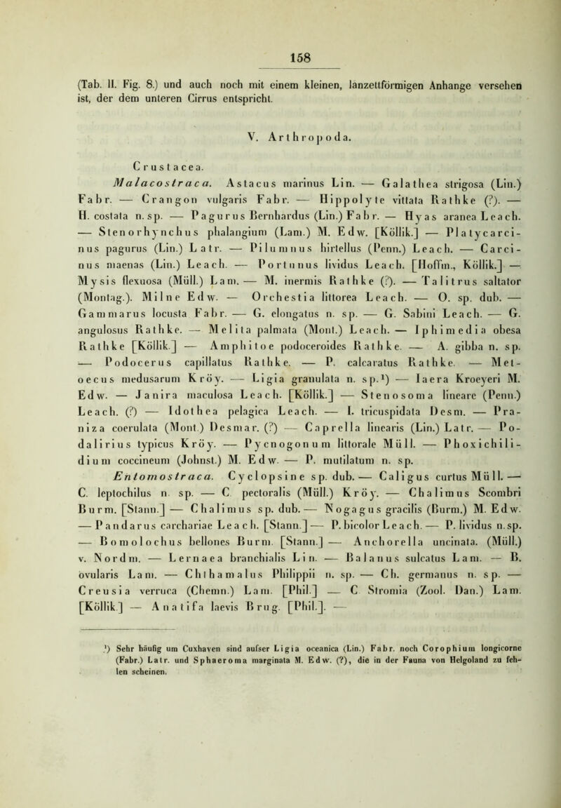 (Tab. II. Fig. 8.) und auch noch mit einem kleinen, lanzettförmigen Anhänge versehen ist, der dem unteren Cirrus entspricht. V, Arthropoda. C r u s t a c e a. Malacostraca. Astacus marinus Lin. — Galatliea strlgosa (Lin.) Fahr. — Crangoii vulgaris Fahr. — Hippolyte vlttata Rathke (?). — H. costata n.sp. — P a gu r u s Rernhardus (Lin.) Fa I) r. — Hyas araneaLeach. — Sten orhynchus phalanglum (Lam.) M. Edw. [Kölllk.] — Plalycarcl- nus pagurus (Lin.) Latr. — Pllumnus hlrlellus (Penn.) Leach. — Carcl- nus niaenas (Lin.) Leach. — Portunus llvldus Leach. [Iloffin., Kölllk.] — Mysls flexuosa (Müll.) Lam.— M. Inermls Rathke (?). —Talltrus saltator (Montag.). Ml Ine Edw. — Orchestla llttorea Leach. — 0. sp. dub. — Gammarus locusta Fahr. — G. elongatus n. sp. — G. Sablnl Leach. — G. angulosus Rathke. — Mellta palmata (Mont.) Leach. — Iphlmedla ohesa Ptathke [Kölllk.] — Amphltoe podoceroldes Rathke. — A. glhha n. sp. — Podocerus caplllatus Rathke. — P. calcaratus Rathke. — Met- oecus medusarum Kröy. — Llgla granulata n. s[>.^) — laera Kroeyerl M. Edw. — Janlra maculosa Leach. [Kölllk.] — Stenosoma lineare (Penn.) Leach. (?) — Idothea pelaglca Leach. — I. trlcuspldata Desni. — Pra- nlza coerulata (Mont.) Desmar. (?) — Caprella linearis (Lin.) Latr.— Po- dallrlus typlcus Kröy. — Pyenogonum llttorale Müll. — Phoxlchill- dium cocclneum (Johnst.) M. Edw. — P. mutllatum n. sp. Entomostraca. Cyclopslne sp. dub. — Cal 1 gus curtus Müll. —• C. leptochllus n. sp. — C pectoralls (Müll.) Kröy. — Challmiis Scombri Burm. [Stann.] — Challmus sp. dub.— Nogagus gracllls (Burm.) M. Edw. — Pandarus carcharlae Leach. [Stann]— P. hlcolor L e a c h.— P. llvldus n.sp. — Bomolochus bellones Burm. [Stann.] — Anchorella unclnata. (Müll.) V. Nord m. — L e r n a e a branchlalls L 1 n. •— B a 1 a n u s sulcatus L a m. — B. övularls Lani. — Chlhamalns IMilllppll n. sp. — Ch. germanus n. s p. — Creusla verruca (Chemn.) Lam. [Phil.] — C Stromla (Zool. Dan.) Lam. [Kölllk] — Anatlfa laevls Brug. [Phil.]. — .') Sehr häufig um Cuxhaven sind aufser Ligia oceanica (Lin.) Fahr, noch Corophium longicorne (Fahr.) Latr. und Sphaeroma marginata M. Edw. (?), die in der Fauna von Helgoland zu feh- len scheinen.