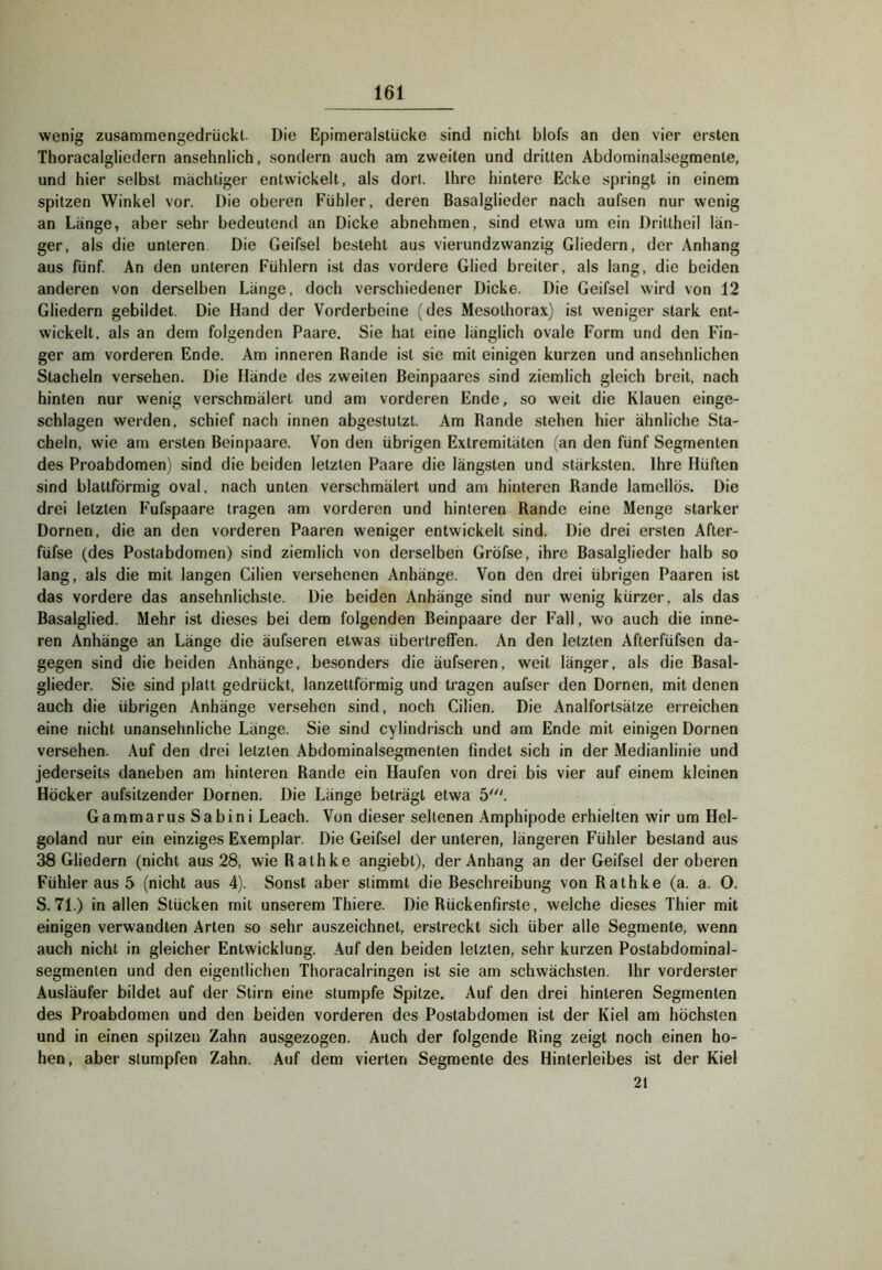 wenig zusamraengedrückt- Die Epimeraistücke sind nicht blofs an den vier ersten Thoracalgliedern ansehnlich, sondern auch am zweiten und dritten Abdominalsegmente, und hier selbst mächtiger entwickelt, als dort. Ihre hintere Ecke springt in einem spitzen Winkel vor. Die oberen Fühler, deren Basalglieder nach aufsen nur wenig an Länge, aber sehr bedeutend an Dicke abnehmen, sind etwa um ein Drittheil län- ger, als die unteren Die Geifsel besteht aus vierundzwanzig Gliedern, der Anhang aus fünf. An den unteren Fühlern ist das vordere Glied breiter, als lang, die beiden anderen von derselben Länge, doch verschiedener Dicke. Die Geifsel wird von 12 Gliedern gebildet. Die Hand der Vorderbeine (des Mesothorax) ist weniger stark ent- wickelt, als an dem folgenden Paare. Sie hat eine länglich ovale Form und den Fin- ger am vorderen Ende. Am inneren Rande ist sie mit einigen kurzen und ansehnlichen Stacheln versehen. Die Hände des zweiten Beinpaares sind ziemlich gleich breit, nach hinten nur wenig verschmälert und am vorderen Ende, so weit die Klauen einge- schlagen werden, schief nach innen abgestutzl. .4m Rande stehen hier ähnliche Sta- cheln, wie am ersten Beinpaare. Von den übrigen Extremitäten (an den fünf Segmenten des Proabdomen) sind die beiden letzten Paare die längsten und stärksten. Ihre Hüften sind blattförmig oval, nach unten verschmälert und am hinteren Rande lamellös. Die drei letzten Fufspaare tragen am vorderen und hinteren Rande eine Menge starker Dornen, die an den vorderen Paaren weniger entwickelt sind. Die drei ersten After- füfse (des Postabdomen) sind ziemlich von derselben Gröfse, ihre Basalglieder halb so lang, als die mit langen Cilien versehenen Anhänge. Von den drei übrigen Paaren ist das vordere das ansehnlichste. Die beiden Anhänge sind nur wenig kürzer, als das Basalglied. Mehr ist dieses bei dem folgenden Beinpaare der Fall, wo auch die inne- ren Anhänge an Länge die äufseren etwas übertreffen. An den letzten Afterfüfsen da- gegen sind die beiden Anhänge, besonders die äufseren, weit länger, als die Basal- glieder. Sie sind platt gedrückt, lanzettförmig und tragen aufser den Dornen, mit denen auch die übrigen Anhänge versehen sind, noch Cilien. Die Analfortsätze erreichen eine nicht unansehnliche Länge. Sie sind cylindrisch und am Ende mit einigen Dornen versehen. Auf den drei letzten Abdominalsegmenten findet sich in der Medianlinie und jederseits daneben am hinteren Rande ein Haufen von drei bis vier auf einem kleinen Höcker aufsitzender Dornen. Die Länge beträgt etwa Gammarus Sabini Leach. Von dieser seltenen Amphipode erhielten wir um Hel- goland nur ein einziges Exemplar. Die Geifsel der unteren, längeren Fühler bestand aus 38 Gliedern (nicht aus 28, wie Rathke angiebt), der Anhang an der Geifsel der oberen Fühler aus 5 (nicht aus 4). Sonst aber stimmt die Beschreibung von Rathke (a. a. O. S. 71.) in allen Stücken mit unserem Thiere. Die Rückenfirste, weiche dieses Thier mit einigen verwandten Arten so sehr auszeichnet, erstreckt sich über alle Segmente, wenn auch nicht in gleicher Entwicklung. Auf den beiden letzten, sehr kurzen Postabdominal- segmenten und den eigentlichen Thoracalringen ist sie am schwächsten. Ihr vorderster Ausläufer bildet auf der Stirn eine stumpfe Spitze. Auf den drei hinteren Segmenten des Proabdomen und den beiden vorderen des Postabdomen ist der Kiel am höchsten und in einen spitzen Zahn ausgezogen. Auch der folgende Ring zeigt noch einen ho- hen, aber stumpfen Zahn. Auf dem vierten Segmente des Hinterleibes ist der Kiel 21