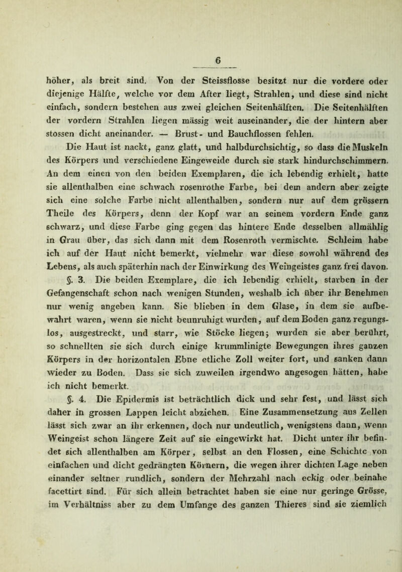 höher, als breit sind. Von der Steissflosse besitzt nur die vordere oder diejenige Hälfte, welche vor dem After liegt, Strahlen, lind diese sind nicht einfach, sondern bestehen aus zwei gleichen Seitenhälften. Die Seitenhälften der vordem Strahlen liegen massig weit auseinander, die der hintern aber stossen dicht aneinander. — Brust- und Bauchflossen fehlen. Die Haut ist nackt, ganz glatt, und halbdurchsichtig, so dass die Muskeln des Körpers und verschiedene Eingeweide durch sie stark hindurchschimmern. An dem einen von den beiden Exemplaren, die ich lebendig erhielt, hatte sie allenthalben eine schwach rosenrothe Farbe, bei dem andern aber zeigte sich eine solche Farbe nicht allenthalben, sondern nur auf dem grossem Theile des Körpers, denn der Kopf war an seinem vordem Ende ganz schwarz, und diese Farbe ging gegen das hintere Ende desselben allmählig in Grau Über, das sich dann mit dem Rosenroth vermischte. Schleim habe ich auf der Haut nicht bemerkt, vielmehr war diese sowohl während des Lebens, als auch späterhin nach der Einwirkung des Weingeistes ganz frei davon. §. 3. Die beiden Exemplare, die ich lebendig erhielt, starben in der Gefangenschaft schon nach wenigen Stunden, weshalb ich über ihr Benehmen nur wenig angeben kann. Sie blieben in dem Glase, in dem sie aufbe- wahrt waren, wenn sie nicht beunruhigt wurden, auf dem Boden ganz regungs- los, ausgestreckt, und starr, wie Stöcke liegenj wurden sie aber berührt, so schnellten sie sich durch einige krummlinigte Bewegungen ihres ganzen Körpers in der horizontalen Ebne etliche Zoll weiter fort, und sanken dann wieder zu Boden. Dass sie sich zuweilen irgendwo angesogen hätten, habe ich nicht bemerkt. 4. Die Epidermis ist beträchtlich dick und sehr fest, und lässt sich daher in grossen Lappen leicht abziehen. Eine Zusammensetzung aus Zellen lässt sich zwar an ihr erkennen, doch nur undeutlich, wenigstens dann, wenn Weingeist schon längere Zeit auf sie eingewirkt hat. Dicht unter ihr befin- det sich allenthalben am Körper, selbst an den Flossen, eine Schichte von einfachen und dicht gedrängten Körnern, die wegen ihrer dichten Lage neben einander seltner rundlich, sondern der Mehrzahl nach eckig oder beinahe facettirt sind. Für sich allein betrachtet haben sie eine nur geringe Grösse, im Verhältniss aber zu dem Umfange des ganzen Thieres sind sie ziemlich