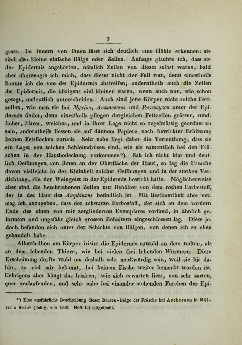 gross. Im Innern von ihnen lässt sich deutlich eine Höhle erkennen: sie sind also kleine einfache Bälge oder Zellen. Anfangs glaubte ich, dass sie der Epidermis angehörten, nämlich Zellen von dieser selbst warenj bald aber Überzeugte ich mich, dass dieses nicht der Fall war$ denn einestheils konnte ich sie von der Epidermis abstreifen, anderntheils auch die Zellen der Epidermis, die übrigens viel kleiner waren, wenn auch nur, wie schon gesagt, undeutlich unterscheiden. Auch sind jene Körper nicht solche Fett- zellen, wie man sie bei Myxtne, Ammocoetes und Petromyzon unter der Epi- dermis findetj denn einestheils pflegen dergleichen Fettzellen grösser, rund- licher, klarer, weicher, und in ihrer Lage nicht so regelmässig geordnet zu sein, anderntheils liessen sie auf dünnem Papiere nach bewirkter Erhitzung keinen Fettflecken zurück. Sehr nahe liegt daher die Vermuthung, dass sie ein Lager von solchen Schleimdrüsen sind, wie sie namentlich bei den Frö- schen in der Hautbedeckung Vorkommen*). Sah ich nicht klar und deut- lich Oeffnungen von ihnen an der Oberfläche der Haut, so lag die Ursache davon vielleicht in der Kleinheit solcher Oeffnungen und in der starken Ver- dichtung, die der Weingeist in der Epidermis bewirkt hatte. Möglicherweise aber sind die beschriebenen Zellen nur Behälter von dem rothen Farbcstoff, der in der Haut des Amphioxus befindlich ist. Mit Bestimmtheit aber ver- mag ich anzugeben, dass der schwarze Farbestoff, der sich an dem vordem Ende des einen von mir zergliederten Exemplares vorfand, in ähnlich ge- formten und ungefähr gleich grossen Behältern eingeschlossen lag. Diese je- doch befanden sich unter der Schichte von Bälgen, von denen ich so eben gehandelt habe. Allenthalben am Körper irisirt die Epidermis sowohl an dem todten, als an dem lebenden Thiere, wie bei vielen frei lebenden Würmern. Diese Erscheinung dürfte wohl um deshalb sehr merkwürdig sein, weil sie bis da- hin, so viel mir bekannt, bei keinem Fische weiter bemerkt W’orden ist. Uebrigens aber hängt das Irisiren, wie sich erwarten liess, von sehr zarten, quer verlaufenden, und sehr nahe bei einander stehenden Furchen der Epi- *) Eine ausführliche Beschreibung dieser Drüsen-Bälge der Frösche hat Ascherson in Mül- ler’s» Archiv (Jahrg. von 1840. Heft 1.) mitgetheilt.