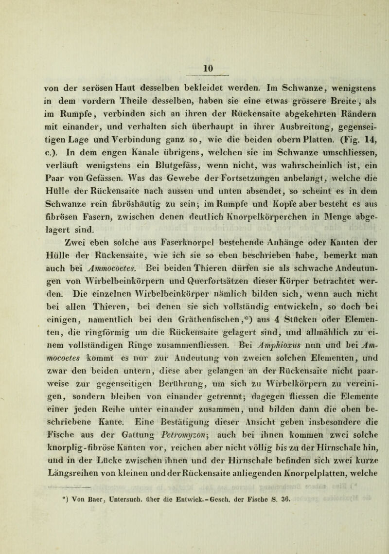 von der serösen Haut desselben bekleidet werden. Im Schwänze, wenigstens in dem vordem Theile desselben, haben sie eine etwas grössere Breite, als im Rumpfe, verbinden sich an ihren der Rückensaite abgekehrten Rändern mit einander, und verhalten sich überhaupt in ihrer Ausbreitung, gegensei- tigen Lage und Verbindung ganz so, wie die beiden obern Platten. (Fig. 14, c.). In dem engen Kanäle übrigens, welchen sie im Schwänze umschliessen, verläuft wenigstens ein Blutgefäss, wenn nicht, was wahrscheinlich ist, ein Paar von Gefässen. Was das Gewebe der Fortsetzungen anbelangt, welche die Hülle der Rückensaite nach aussen und unten absendet, so scheint es in dem Schwänze rein fibröshäutig zu sein; im Rumpfe und Kopfe aber besteht es aus fibrösen Fasern, zwischen denen deutlich Knorpelkörperchen in Menge abge- lagert sind. Zwei eben solche aus Faserknorpel bestehende Anhänge oder Kanten der Hülle der Rückensaite, wie ich sie so eben beschrieben habe, bemerkt man auch bei Ammocoetes. Bei beiden Thieren dürfen sie als schwache Andeutun- gen von Wirbelbeinkörpern und Querfortsätzen dieser Körper betrachtet wer- den. Die einzelnen Wirbelbeinkörper nämlich bilden sich, wenn auch nicht bei allen Thieren, bei denen sie sich vollständig entwickeln, so doch bei einigen, namentlich bei den Gräthenfischen,*) aus 4 Stücken oder Elemen- ten, die ringförmig um die Rückensaite gelagert sind, und allmählich zu ei- nem vollständigen Ringe zusammenfliessen. Bei Amphioxus nun und bei Am- mocoetes kommt cs nur zur Andeutung von zweien solchen Elementen, und zwar den beiden untern, diese aber gelangen an der Rückensaite nicht paar- weise zur gegenseitigen Berührung, um sich zu Wirbelkörpcrn zu vereini- gen, sondern bleiben von einander getrennt; dagegen fliessen die Elemente einer jeden Reihe unter einander zusammen, und bilden dann die oben be- schriebene Kante. Eine Bestätigung dieser Ansicht geben insbesondere die Fische aus der Gattung Petromyzon; auch bei ihnen kommen zwei solche knorplig-fibröse Kanten vor, reichen aber nicht völlig bis zu der Hirnschale hin, und in der Lücke zwischen ihnen und der Hirnschale befinden sich zwei kurze Längsreihen von kleinen und der Rückensaite anliegenden Knorpelplattcn, welche *) Von Baer, Untersuch, über die Enlwick.-Gesch. der Fische S. 36.