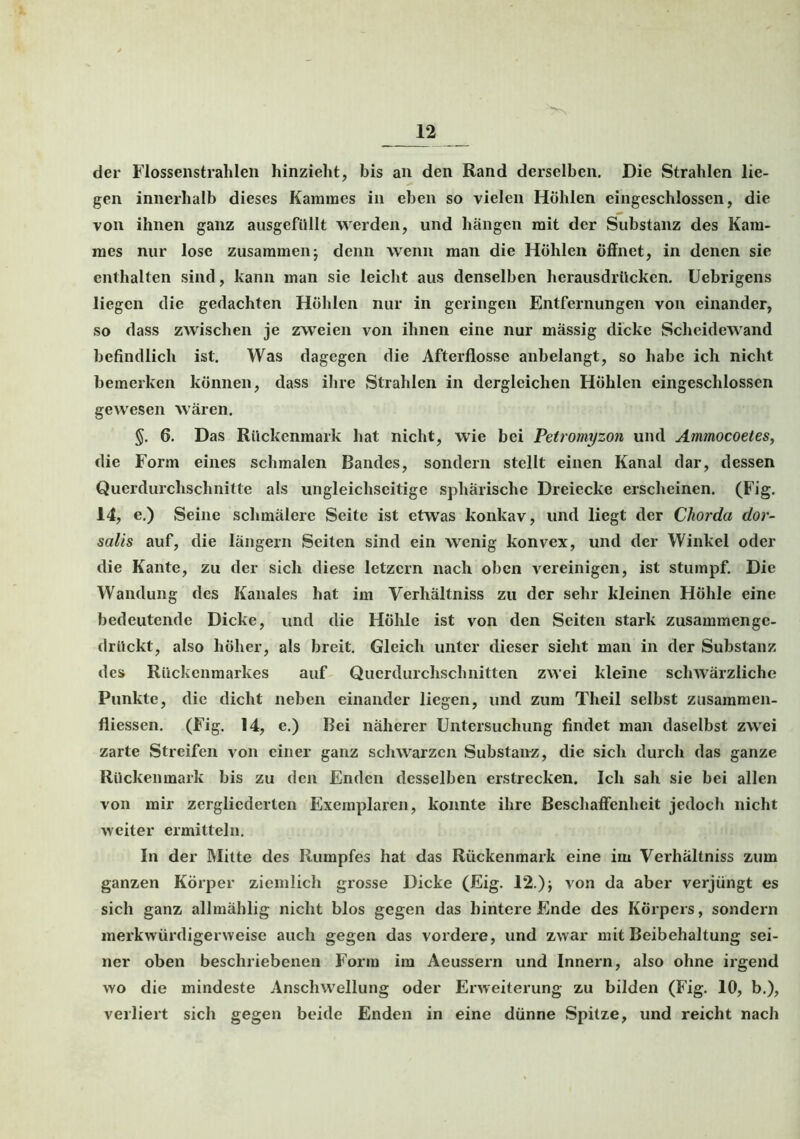 der Flossenstrahlen hinzieht, bis an den Rand derselben. Die Strahlen lie- gen innerhalb dieses Kammes in eben so vielen Höhlen eingeschlossen, die von ihnen ganz ausgefiillt werden, und hängen mit der Substanz des Kam- mes nur lose zusammen; denn wenn man die Höhlen öffnet, in denen sie enthalten sind, kann man sie leicht aus denselben herausdrücken. Uebrigens liegen die gedachten Höhlen nur in geringen Entfernungen von einander, so dass zwischen je zweien von ihnen eine nur massig dicke Scheidewand befindlich ist. Was dagegen die Afterflosse anbelangt, so habe ich nicht bemerken können, dass ihre Strahlen in dergleichen Höhlen eingeschlosscn gewesen wären. §. 6. Das Rückenmark hat nicht, wie bei Petromyzon und Ammocoetes, die Form eines schmalen Bandes, sondern stellt einen Kanal dar, dessen Querdurchschnitte als ungleichseitige sphärische Dreiecke erscheinen. (Fig. 14, e.) Seine schmälere Seite ist etwas konkav, und liegt der Chorda dor- salis auf, die längern Seiten sind ein wrenig konvex, und der Winkel oder die Kante, zu der sich diese letzcrn nach oben vereinigen, ist stumpf. Die Wandung des Kanales hat im Verhältniss zu der sehr kleinen Höhle eine bedeutende Dicke, und die Höhle ist von den Seiten stark zusammenge- drückt, also höher, als breit. Gleich unter dieser sieht man in der Substanz des Rückenmarkes auf Querdurchschnitten zwei kleine schwärzliche Punkte, die dicht neben einander liegen, und zum Tlieil selbst zusammen- fliessen. (Fig. 14, e.) Bei näherer Untersuchung findet man daselbst zwei zarte Streifen von einer ganz schwarzen Substanz, die sich durch das ganze Rückenmark bis zu den Enden desselben erstrecken. Ich sah sie bei allen von mir zergliederten Exemplaren, konnte ihre Beschaffenheit jedoch nicht weiter ermitteln. In der Mitte des Rumpfes hat das Rückenmark eine im Verhältniss zum ganzen Körper ziemlich grosse Dicke (Eig. 12.); von da aber verjüngt es sich ganz allmählig nicht blos gegen das hintere Ende des Körpers, sondern merkwürdigerweise auch gegen das vordere, und zwar mit Beibehaltung sei- ner oben beschriebenen Form im Aeussern und Innern, also ohne irgend wo die mindeste Anschwellung oder Erweiterung zu bilden (Fig. 10, b.), verliert sich gegen beide Enden in eine dünne Spitze, und reicht nach