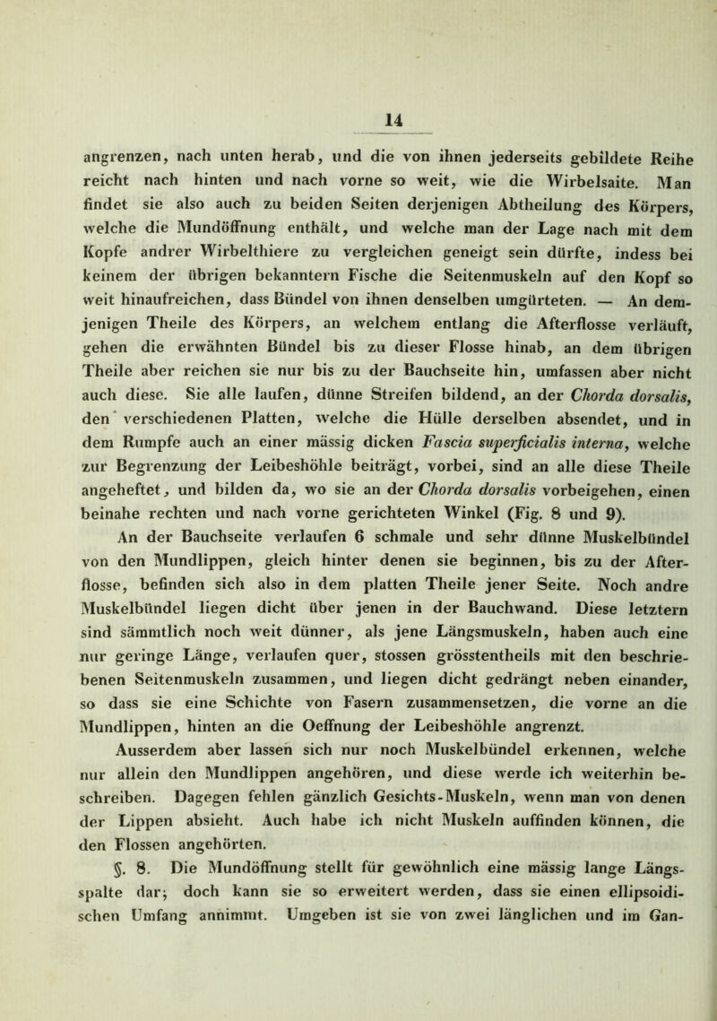 angrenzen, nach unten herab, und die von ihnen jederseits gebildete Reihe reicht nach hinten und nach vorne so weit, wie die Wirbelsaite. Man findet sie also auch zu beiden Seiten derjenigen Abtheilung des Körpers, welche die Mundöffnung enthält, und welche man der Lage nach mit dem Kopfe andrer Wirbelthiere zu vergleichen geneigt sein dürfte, indess bei keinem der übrigen bekanntem Fische die Seitenmuskeln auf den Kopf so weit hinaufreichen, dass Bündel von ihnen denselben umgürteten. — An dem- jenigen Theile des Körpers, an welchem entlang die Afterflosse verläuft, gehen die erwähnten Bündel bis zu dieser Flosse hinab, an dem übrigen Theile aber reichen sie nur bis zu der Bauchseite hin, umfassen aber nicht auch diese. Sie alle laufen, dünne Streifen bildend, an der Chorda dorsalis, den verschiedenen Platten, welche die Hülle derselben absendet, und in dem Rumpfe auch an einer massig dicken Fascia superficialis interna, welche zur Begrenzung der Leibeshöhle beiträgt, vorbei, sind an alle diese Theile angeheftet, und bilden da, wo sie an der Chorda dorsalis Vorbeigehen, einen beinahe rechten und nach vorne gerichteten Winkel (Fig. 8 und 9). An der Bauchseite verlaufen 6 schmale und sehr dünne Muskelbündel von den Mundlippen, gleich hinter denen sie beginnen, bis zu der After- flosse, befinden sich also in dem platten Theile jener Seite. Noch andre Muskelbündel liegen dicht über jenen in der Bauchwand. Diese letztem sind sämmtlich noch weit dünner, als jene Längsmuskeln, haben auch eine nur geringe Länge, verlaufen quer, stossen grösstentheils mit den beschrie- benen Seitenmuskeln zusammen, und liegen dicht gedrängt neben einander, so dass sie eine Schichte von Fasern zusammensetzen, die vorne an die Mundlippen, hinten an die Oeffnung der Leibeshöhle angrenzt. Ausserdem aber lassen sich nur noch Muskelbündel erkennen, welche nur allein den Mundlippen angehören, und diese werde ich weiterhin be- schreiben. Dagegen fehlen gänzlich Gesichts-Muskeln, wenn man von denen der Lippen absieht. Auch habe ich nicht Muskeln auffinden können, die den Flossen angehörten. §. 8. Die Mundöffnung stellt für gewöhnlich eine mässig lange Längs- spalte dar; doch kann sie so erweitert werden, dass sie einen ellipsoidi- schen Umfang annimmt. Umgeben ist sie von zwei länglichen und im Gan-