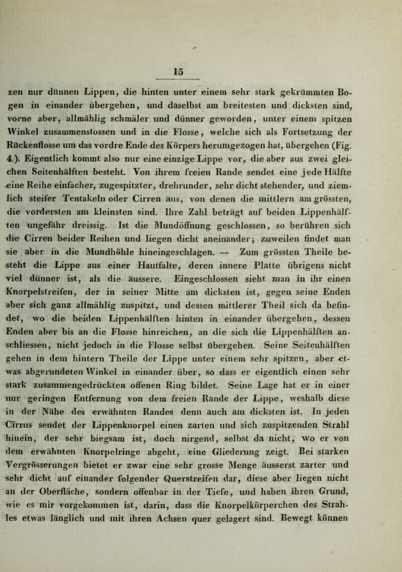 zen nur dünnen Lippen, die hinten unter einem sehr stark gekrümmten Bo- gen in einander übergehen, und daselbst am breitesten und dicksten sind, vorne aber, allmählig schmäler und dünner geworden, unter einem spitzen Winkel zusammenstossen und in die Flosse, welche sich als Fortsetzung der Rückenflosse um das vordre Ende des Körpers herumgezogen hat, übergehen (Fig. 4.)- Eigentlich kommt also nur eine einzige Lippe vor, die aber aus zwei glei- chen Seitenhälften besteht. Von ihrem freien Rande sendet eine jede Hälfte eine Reihe einfacher, zugespitzter, drehrunder, sehr dicht stehender, und ziem- lich steifer Tentakeln oder Cirren aus, von denen die mittlern am grössten, die vordersten am kleinsten sind. Ihre Zahl beträgt auf beiden Lippenhälf- ten ungefähr dreissig. Ist die Mundöffnung geschlossen, so berühren sich die Cirren beider Reihen und liegen dicht aneinander j zuweilen findet man sie aber in die Mundhöhle hineingeschlagen. — Zum grössten Theile be- steht die Lippe aus einer Hautfalte, deren innere Platte übrigens nicht viel dünner ist, als die äussere. Eingeschlossen sieht man in ihr einen Knorpelstreifen, der in seiner Mitte am dicksten ist, gegen seine Enden aber sich ganz allmählig zuspitzt, und dessen mittlerer Theil sich da befin- det, wo die beiden Lippenhälften hinten in einander übergehen, dessen Enden aber bis an die Flosse hinreichen, an die sich die Lippenhälften an- schliessen, nicht jedoch in die Flosse selbst übergehen. Seine Seitenhälften gehen in dem hintern Theile der Lippe unter einem sehr spitzen, aber et- was abgerundeten Winkel in einander über, so dass er eigentlich einen sehr stark zusammengedrückten offenen Ring bildet. Seine Lage hat er in einer nur geringen Entfernung von dem freien Rande der Lippe, weshalb diese in der Nähe des erwähnten Randes denn auch am dicksten ist. In jeden Cirrus sendet der Lippenknorpel einen zarten und sich zuspitzenden Strahl hinein, der sehr biegsam ist, doch nirgend, selbst da nicht, wo er von dem erwähnten Knorpelringe abgeht, eine Gliederung zeigt. Bei starken Vergrösserungen bietet er zwar eine sehr grosse Menge äusserst zarter und sehr dicht auf einander folgender Querstreifen dar, diese aber liegen nicht an der Oberfläche, sondern offenbar in der Tiefe, und haben ihren Grund, wie es mir vorgekommen ist, darin, dass die Knorpelkörperclien des Strah- les etwas länglich und mit ihren Achsen quer gelagert sind. Bewegt können