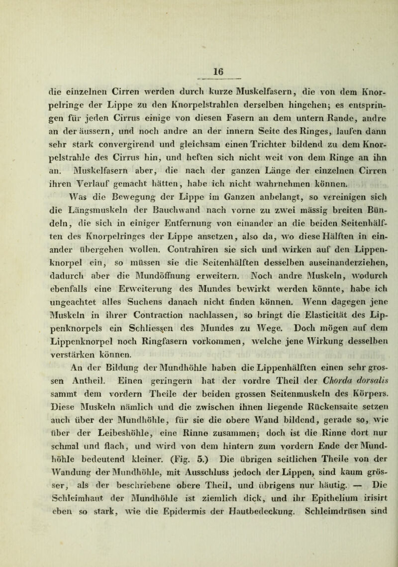 die einzelnen Cirren werden durch kurze Muskelfasern, die von dem Knor- pelringe der Lippe zu den Knorpelstrahlen derselben hingehen; es entsprin- gen für jeden Cirrus einige von diesen Fasern an dem untern Rande, andre an deräussern, und noch andre an der innern Seite des Ringes, laufen dann sehr stark convergirend und gleichsam einen Trichter bildend zu dem Knor- pelstrahle des Cirrus hin, und heften sich nicht weit von dem Ringe an ihn an. Muskelfasern aber, die nach der ganzen Länge der einzelnen Cirren ihren Verlauf gemacht hätten, habe ich nicht wahrnchmen können. Was die Bewegung der Lippe im Ganzen anbelangt, so vereinigen sich die Längsmuskeln der Bauchwand nach vorne zu zwei mässig breiten Bün- deln, die sich in einiger Entfernung von einander an die beiden Seitenhälf- ten des Knorpelringes der Lippe ansetzen, also da, wo diese Hälften in ein- ander übergehen wollen. Contrahiren sie sich und wirken auf den Lippen- knorpel ein, so müssen sie die Seitenhälften desselben auseinanderziehen, dadurch aber die MundÖffnung erweitern. Noch andre Muskeln, wodurch ebenfalls eine Erweiterung des Mundes bewirkt werden könnte, habe ich ungeachtet alles Suchens danach nicht finden können. Wenn dagegen jene Muskeln in ihrer Contraction nachlassen, so bringt die Elasticität des Lip- penknorpels ein Schlies^cn des Mundes zu Wege. Doch mögen auf dem Lippenknorpel noch Ringfasern Vorkommen, welche jene Wirkung desselben verstärken können. An der Bildung der Mundhöhle haben die Lippenhälften einen sehr gros- sen Antheil. Einen geringem hat der vordre Theil der Chorda dorsalis sammt dem vordem Theile der beiden grossen Seitenmuskeln des Körpers. Diese Muskeln nämlich und die zwischen ihnen liegende Rückensaite setzen auch über der Mundhöhle, für sie die obere Wand bildend, gerade so, wie über der Leibeshöhle, eine Rinne zusammen; doch ist die Rinne dort nur schmal und flach, und wird von dem hintern zum vordem Ende der Mund- höhle bedeutend kleiner. (Fig. 5.) Die übrigen seitlichen Theile von der Wandung der Mundhöhle, mit Ausschluss jedoch der Lippen, sind kaum grös- ser, als der beschriebene obere Theil, und übrigens nur häutig. — Die Schleimhaut der Mundhöhle ist ziemlich dick, und ihr Epithelium irisirt eben so stark, wie die Epidermis der Hautbedeckung. Schleimdrüsen sind