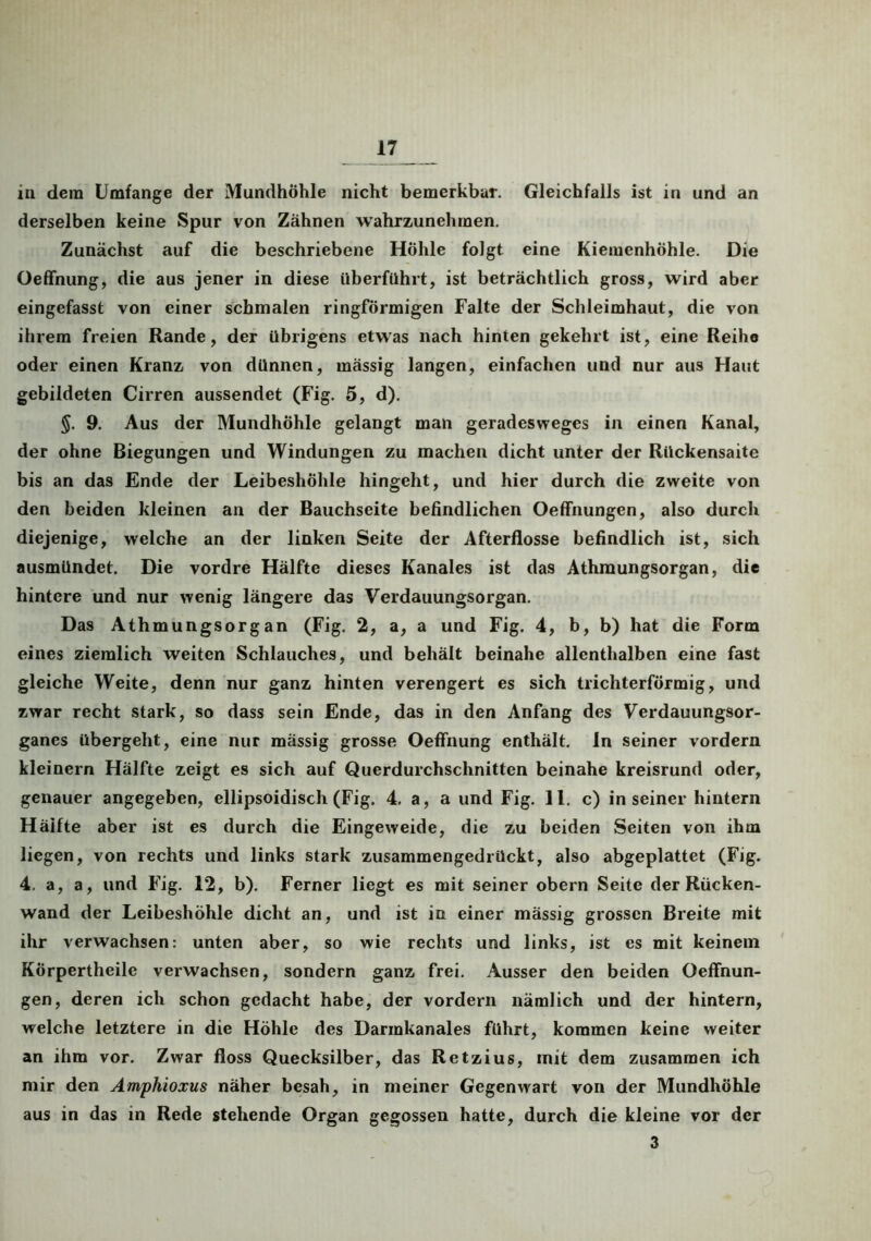 iti dem Umfange der Mundhöhle nicht bemerkbar. Gleichfalls ist in und an derselben keine Spur von Zähnen wahrzunehmen. Zunächst auf die beschriebene Höhle folgt eine Kiemenhöhle. Die Oeffnung, die aus jener in diese überführt, ist beträchtlich gross, wird aber eingefasst von einer schmalen ringförmigen Falte der Schleimhaut, die von ihrem freien Rande, der übrigens etwas nach hinten gekehrt ist, eine Reihe oder einen Kranz von dünnen, mässig langen, einfachen und nur aus Haut gebildeten Cirren aussendet (Fig. 5, d). 9. Aus der Mundhöhle gelangt man geradesweges in einen Kanal, der ohne Biegungen und Windungen zu machen dicht unter der Rückensaite bis an das Ende der Leibeshöhle hingeht, und hier durch die zweite von den beiden kleinen an der Bauchseite befindlichen Oeffnungen, also durch diejenige, welche an der linken Seite der Afterflosse befindlich ist, sich ausmündet. Die vordre Hälfte dieses Kanales ist das Athmungsorgan, die hintere und nur wenig längere das Verdauungsorgan. Das Athmungsorgan (Fig. 2, a, a und Fig. 4, b, b) hat die Form eines ziemlich weiten Schlauches, und behält beinahe allenthalben eine fast gleiche Weite, denn nur ganz hinten verengert es sich trichterförmig, und zwar recht stark, so dass sein Ende, das in den Anfang des Verdauungsor- ganes übergeht, eine nur mässig grosse Oeffnung enthält, ln seiner vordem kleinern Hälfte zeigt es sich auf Querdurchschnitten beinahe kreisrund oder, genauer angegeben, ellipsoidisch (Fig. 4. a, a und Fig. 11. c) in seiner hintern Hälfte aber ist es durch die Eingeweide, die zu beiden Seiten von ihm liegen, von rechts und links stark zusammengedrückt, also abgeplattet (Fig. 4. a, a, und Fig. 12, b). Ferner liegt es mit seiner obern Seite der Rücken- wand der Leibeshöhle dicht an, und ist in einer mässig grossen Breite mit ihr verwachsen: unten aber, so wie rechts und links, ist es mit keinem Körpertheile verwachsen, sondern ganz frei. Ausser den beiden Oeffnun- gen, deren ich schon gedacht habe, der vordem nämlich und der hintern, welche letztere in die Höhle des Darmkanales führt, kommen keine weiter an ihm vor. Zwar floss Quecksilber, das Retzius, mit dem zusammen ich mir den Amphioxus näher besah, in meiner Gegenwart von der Mundhöhle aus in das in Rede stehende Organ gegossen hatte, durch die kleine vor der 3