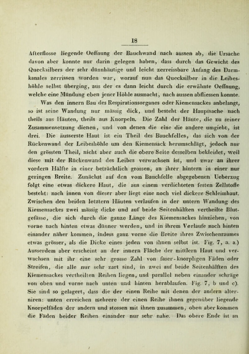 Afterflosse liegende Oeffnung der Bauchwand nach aussen ab, die Ursache davon aber konnte nur darin gelegen haben, dass durch das Gewicht des Quecksilbers der sehr dünnhäutige und leicht zerreissbare Anfang des Darm- kanales zerrissen worden war, worauf nun das Quecksilber in die Leibes- höhle selbst überging, aus der es dann leicht durch die erwähnte Oeffnung, welche eine Mündung eben jener Höhle ausmacht, nach aussen abfliessen konnte. Was den innern Bau des Respirationsorganes oder Kiemensackes anbelangt, so ist seine Wandung nur massig dick, und besteht der Hauptsache nach theils aus Häuten, Iheils aus Knorpeln. Die Zahl der Häute, die zu seiner Zusammensetzung dienen, und von denen die eine die andere umgiebt, ist drei. Die äusserste Haut ist ein Theil des Bauchfelles, das sich von der Rückenwand der Leibeshöhle um den Kiemensack herumschlägt, jedoch nur den grössten Theil, nicht aber auch die obere Seite desselben bekleidet, weil diese mit der Rückenwand des Leibes verwachsen ist, und zwar an ihrer vordem Hälfte in einer beträchtlich grossen, an ihrer hintern in einer nur geringen Breite. Zunächst auf den vom Bauchfelle abgegebenen Ueberzug folgt eine etwas dickere Haut, die aus einem verdichteten festen Zellstoffe besteht: nach innen von dieser aber liegt eine noch viel dickere Schleimhaut. Zwischen den beiden letztem Häuten verlaufen in der untern Wandung des Kiemensackes zwei mässig dicke und auf beide Seitenhälften vertheilte Blut- gefässe, die sich durch die ganze Länge des Kiemensackes hinziehen, von vorne nach hinten etwas dünner werden, und in ihrem Verlaufe nach hinten einander näher kommen, indess ganz vorne die Breite ihres Zwischenraumes etwas grösser, als die Dicke eines jeden von ihnen selbst ist. Fig. 7, a. a.) Ausserdem aber erscheint an der innern Fläche der mittlern Haut und ver- wachsen mit ihr eine sehr grosse Zahl von faser-knorpligen Fäden oder Streifen, die alle nur sehr zart sind, in zwei auf beide Seitenhälften des Kiemensackes vertheilten Reihen liegen, und parallel neben einander schräge von oben und vorne nach unten und hinten herablaufen. Fig. 7, b und c). Sie sind so gelagert, dass die der einen Reihe mit denen der andern alter- niren: unten erreichen mehrere der einen Reihe ihnen gegenüber liegende Knorpelfäden der andern und stossen mit ihnen zusammen, oben aber kommen die Fäden beider Reihen einander nur sehr nahe. Das obere Ende ist an /