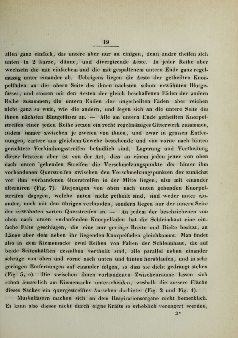 allen ganz einfach, das untere aber nur an einigen, denn andre tlieilen sich unten in 2 kurze, diinne, und divergirende Aeste. ln jeder Reihe aber wechseln die mit einfachem und die mit gespaltenem untern Ende ganz regel- mässig unter einander ab. Uebrigens liegen die Aeste der getheilten Knor- pelfäden an der obern Seite des ihnen nächsten schon erwähnten Blutge- fässes, und stosscn mit den Aesten der gleich beschaffenen Fäden der andern Reihe zusammen; die untern Enden der ungetheilten Fäden aber reichen nicht ganz so weit, wie die andern, und legen sich an die untere Seite des ihnen nächsten Blutgefässes an. — Alle am untern Ende getheilten Knorpel- streifen einer jeden Reihe setzen ein recht regelmässiges Gitterwerk zusammen, indem immer zwischen je zweien von ihnen, und zwar in grossen Entfer- nungen, zartere aus gleichem Gewebe bestehende und von vorne nach hinten gerichtete Verbindungsstreifen befindlich sind. Lagerung und Vertheilung dieser letztem aber ist von der Art, dass an einem jeden jener von oben nach unten gehenden Streifen die Verschmelzungspunkte der hinter ihm vorhandenen Querstreifen zwischen den Verschmelzungspunkten der zunächst vor ihm vorhandenen Querstreifen in der Mitte liegen, also mit einander alterniren (Fig. 7). Diejenigen von oben nach unten gehenden Knorpel- streifen dagegen, welche unten nicht getheilt sind, sind weder unter ein- ander, noch mit den Übrigen verbunden, sondern liegen nur der innern Seite der erwähnten zarten Querstreifen an. — An jedem der beschriebenen von oben nach unten verlaufenden Knorpelfäden hat die Schleimhaut eine ein- fache Falte geschlagen, die eine nur geringe Breite und Dicke besitzt, an Länge aber dem neben ihr liegenden Knorpelfaden gleichkommt. Man findet also in dem Kiemensacke zwei Reiben von Falten der Schleimhaut, die auf beide Seitenhälften desselben vertheilt sind, alle parallel neben einander schräge von oben und vorne nach unten und hinten herablaufen, und in sehr geringen Entfernungen auf einander folgen, so dass sie dicht gedrängt stehen (Fig. 5, e). Die zwischen ihnen vorhandenen Zwischenräume lassen sich schon äusserlich am Kiemensacke unterscheiden, weshalb die äussere Fläche dieses Sackes ein quergestreiftes Aussehen darbietet (Fig. 2 und Fig. 4). Muskelfasern machen sich an dem Respirationsorgane nicht bemerklich. Es kann also dieses nicht durch eigne Kräfte so erheblich verengert werden, 3*