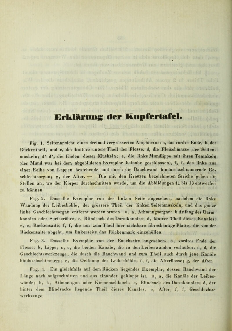 Erklärung der HLupfertafel. Fig. 1. Seitenansicht eines dreimal vergrösserten Amphioxus: a, das vordre Ende, b, der Rückentheil, und c, der hintere untere Theil der Flosse, d, die Fleischmasse der Seiten- muskeln; d* d*, die Enden dieser Muskeln; e, die linke Mundlippe mit ihren Tentakeln (der Mund war bei dem abgebildeten Exemplar beinahe geschlossen), f, f, das linke aus einer Reihe von Lappen bestehende und durch die Bauchwand hindurchschimmernde Ge- schlechtsorgan; g, der After. — Die mit den Kreuzen bezeichneten Striche geben die Stellen an, wo der Körper durchschnitten wurde, um die Abbildungen 11 bis 13 entwerfen zu können. Fig. 2. Dasselbe Exemplar von der linken Seite angesehen, nachdem die linke Wandung der Leibeshöhle, der grössere Theil der linken Seitenmuskeln, und das ganze linke Geschlechtsorgan entfernt worden waren, a, a, Athmungsorgan; b Anfang des Darm- kanales oder Speiseröhre; c, Blindsack des Darmkanales; d, hintrer Theil dieses Kanales; e, e, Rückensaite; f, f, die nur zum Theil hier sichtbare fibröshäutige Platte, die von der Bückensaite abgeht, um linkerseits das Rückenmark einzuhüllen. Fig. 3. Dasselbe Exemplar von der Bauchseite angesehen, a, vordres Ende der Flosse; b, Lippe; c, c, die beiden Kanäle, die in den Leibeswänden verlaufen; d, d, die Geschlechtswerkzeuge, die durch die Bauchwand und zum Theil auch durch jene Kanäle hindurchschimmern; e, die Oeffnung der Leibeshöhle; f, f, die Afterflosse; g, der After. Fig. 4. Ein gleichfalls auf dem Bücken liegendes Exemplar, dessen Bauchwand der Länge nach aufgeschnitten und aus einander geklappt ist. a, a, die Kanäle der Leibes- wände; b, b, Athemorgan oder Kiemenschlauch; c, Blindsack des Darmkanales; d, der hinter dem Blindsacko liegende Theil dieses Kanales; e, After; f, f, Geschlechts- werkzeuge.