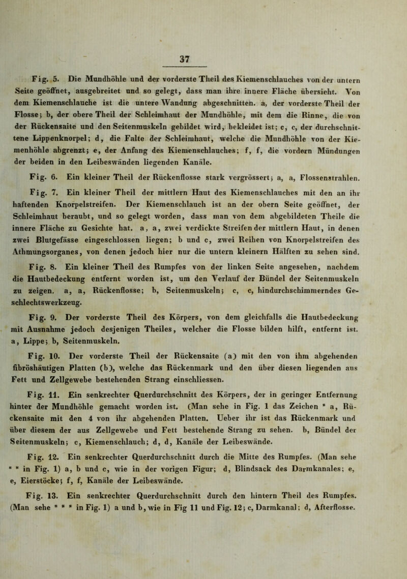 Fig. 5. Die Mundhöhle und der vorderste Theil des Kiemenschlauches von der untern Seite geöffnet, ausgebreitet und so gelegt, dass man ihre innere Fläche übersieht. Von dem Kiemenschlauche ist die untere Wandung abgeschnitten, a, der vorderste Theil der Flosse; b, der obere Theil der Schleimhaut der Mundhöhle, mit dem die Rinne, die von der Rückensaite und den Seitenmuskeln gebildet wird, bekleidet ist; c, c, der durchschnit- tene Lippenknorpel; d, die Falte der Schleimhaut, welche die Mundhöhle von der Kie- menhöhle abgrenzt; e, der Anfang des Kiemenschlauches; f, f, die vordem Mündungen der beiden in den Leibeswänden liegenden Kanäle. Fig. 6. Ein kleiner Theil der Rückenflosse stark vergrössert; a, a, Flossenstrahlen. Fig. 7. Ein kleiner Theil der mittlern Haut des Kiemenschlauches mit den an An- haftenden Knorpelstreifen. Der Kiemenschlauch ist an der obern Seite geöffnet, der Schleimhaut beraubt, und so gelegt worden, dass inan von dem abgebildeten Theile die innere Fläche zu Gesichte hat. a, a, zwei verdickte Streifender mittlern Haut, in denen zwei Blutgefässe eingeschlossen liegen; b und c, zwei Reihen von Knorpelstreifen des Athmungsorganes, von denen jedoch hier nur die untern kleinern Hälften zu sehen sind. Fig. 8. Ein kleiner Theil des Rumpfes von der linken Seite angesehen, nachdem die Hautbedeckung entfernt worden ist, um den Verlauf der Bündel der Seitenmuskeln zu zeigen, a, a, Rückenflosse; b, Seitenmuskeln; c, c, hindurchschimmerndes Ge- schlechtswerkzeug. Fig. 9. Der vorderste Theil des Körpers, von dem gleichfalls die Hautbedeckung mit Ausnahme jedoch desjenigen Theiles, welcher die Flosse bilden hilft, entfernt ist. a, Lippe; b, Seitenmuskeln. Fig. 10. Der vorderste Theil der Rückensaite (a) mit den von ihm abgehenden fibröshäutigen Platten (b), welche das Rückenmark und den über diesen liegenden aus Fett und Zellgewebe bestehenden Strang einschliessen. Fig. 11. Ein senkrechter Querdurchschnitt des Körpers, der in geringer Entfernung hinter der Mundhöhle gemacht worden ist. (Man sehe in Fig. 1 das Zeichen * a, Rü- ckensaite mit den 4 von ihr abgehenden Platten. Ueber ihr ist das Rückenmark und über diesem der aus Zellgewebe und Fett bestehende Strang zu sehen, b, Bündel der Seitenmuskeln; c, Kiemenschlauch; d, d, Kanäle der Leibeswände. Fig. 12. Ein senkrechter Querdurchschnitt durch die Mitte des Rumpfes. (Man sehe * * in Fig. 1) a, b und c, wie in der vorigen Figur; d, Blindsack des Darmkanales; e, e, Eierstöcke; f, f, Kanäle der Leibeswände. Fig. 13. Ein senkrechter Querdurchschnitt durch den hintern Theil des Rumpfes. (Man sehe * * * in Fig. 1) a und b, wie in Fig 11 und Fig. 12; c, Darmkanal; d, Afterflosse.