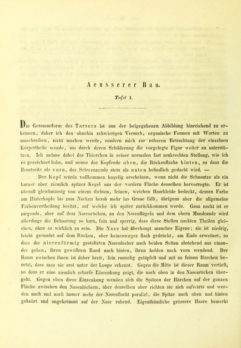 A e u s s e r e r Bau, Tafel I. IIie Gesannntform des Tarsers ist aus der beigegebenen Abbildung hinreichend zu er- kennen, daher ich den ohnehin schwierigen Versuch, organische Formen mit Worten zu umschreiben, nicht machen werde, sondern mich zur näheren Betrachtung der einzelnen Körperlheile wende, um durch deren Schilderung die vorgclegte Figur weiter zu unterstü- tzen. leb nehme dabei das Thierchen in seiner normalen fast senkrechten Stellung, wie ich es gezeichnet habe, und nenne das Kopfende oben, die Rückenfläche hinten, so dass die Bruslseite als vorn, das Schwanzende stets als unten befindlich gedacht wird. — Der Kopf würde vollkommen kugelig erscheinen, wenn nicht die Schnautze als ein kurzer aber ziemlich spitzer Kegel aus der vordem Fläche desselben hervorragte. Er ist überall gleichmässig von einem dichten, feinen, weichen Ilaarkleide bedeckt, dessen Farbe am Hinterkopfe bis zum Nacken herab mehr ins Graue fällt, übrigens aber die allgemeine Farbenverlheilung besitzt, auf welche ich später zurückkommen werde. Ganz nackt ist er nirgends, aber auf dem Nasenrücken, an den Nasenflügeln und dem obern Mundrande wird allerdings die Behaarung so kurz, fein und sperrig, dass diese Stellen nackten Theilen glei- chen, ohne es wirklich zu sein. Die Nase hat überhaupt manches Eigene; sie ist niedrig, leicht gerundet auf dem Rücken, aber keinesweges flach gedrückt, am Ende erweitert, so dass die liieren förmig gestalteten Nasenlöcher nach beiden Seiten abstehend aus einan- der gehen, ihren gewölbten Rand nach hinten, ihren hohlen nach vorn wendend. Der Raum zwischen ihnen ist daher breit, fein runzelig getüpfelt und mit so feinen Härchen be- setzt, dass man sie erst unter der Loupe erkennt. Gegen die Milte ist dieser Raum verlieft, so dass er eine ziemlich scharfe Einsenkung zeigt, die nach oben in den Nasenrücken über- geht. Gegen eben diese Einsenkung wenden sich die Spitzen der Härchen auf der ganzen Fläche zwischen den Nasenlöchern, über denselben aber richten sie sich aufwärts und wer- den nach und nach immer mehr der Nasenflucht parallel, die Spitze nach oben und hinten gekehrt und angekrümmt auf der Nase ruhend. Eigenthümliche grössere Haare bemerkt